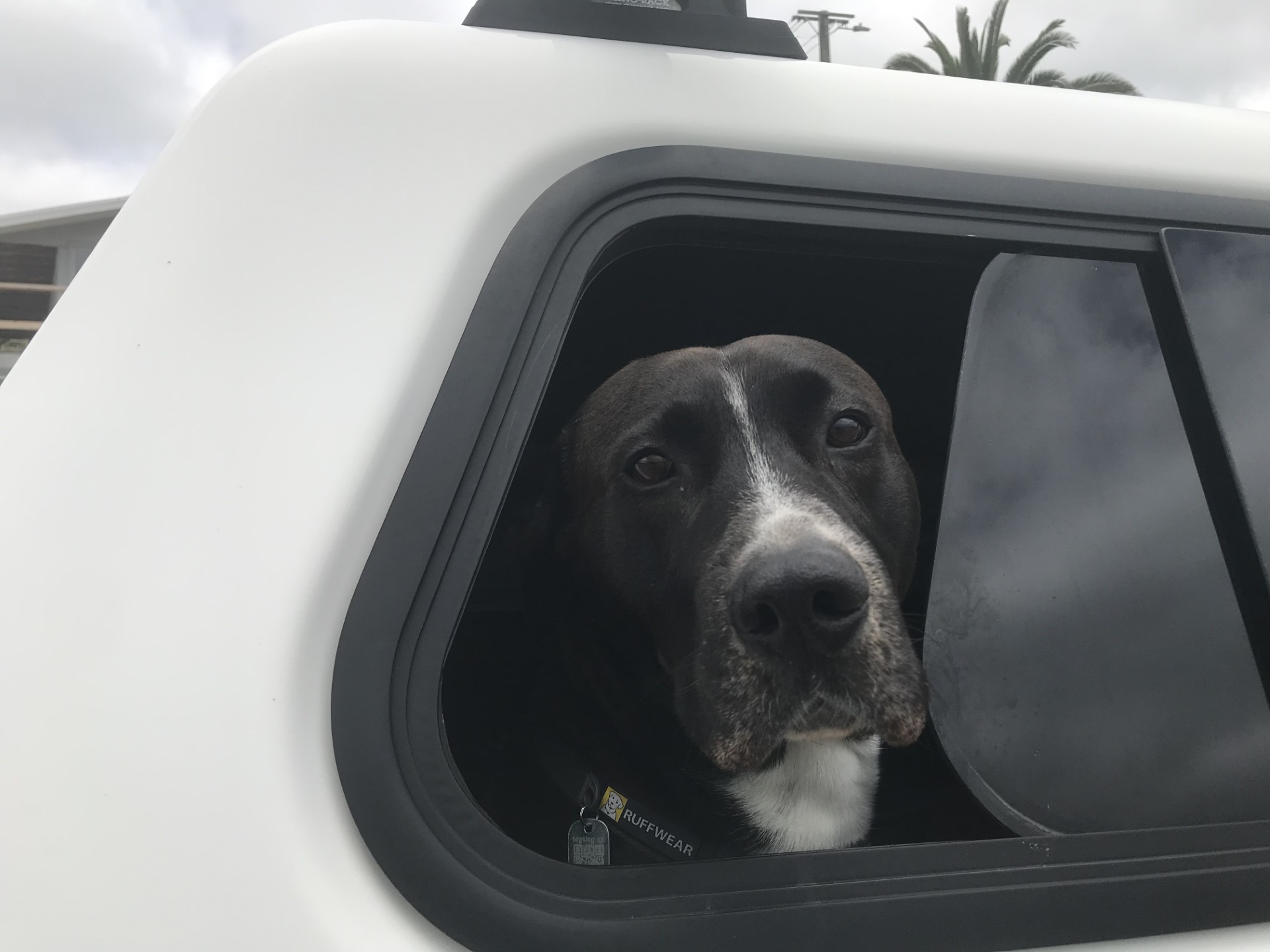 Donnie the Dog