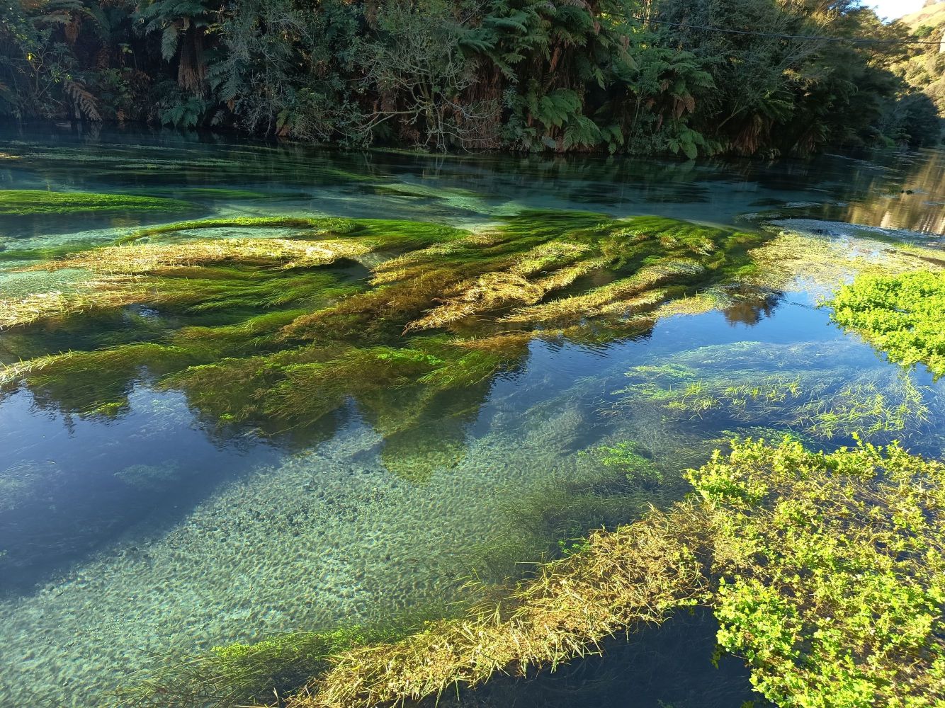 Vaiola – Home for Waterplants