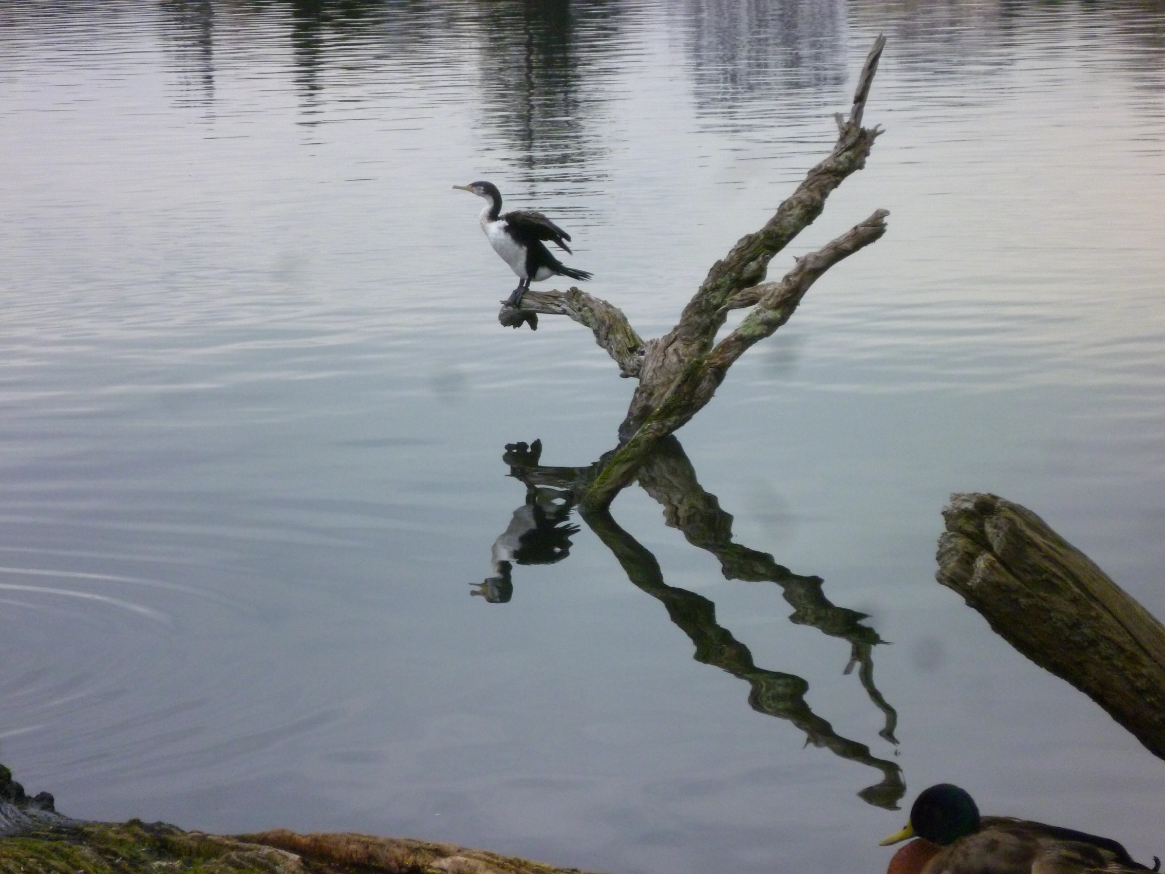 Cormorant