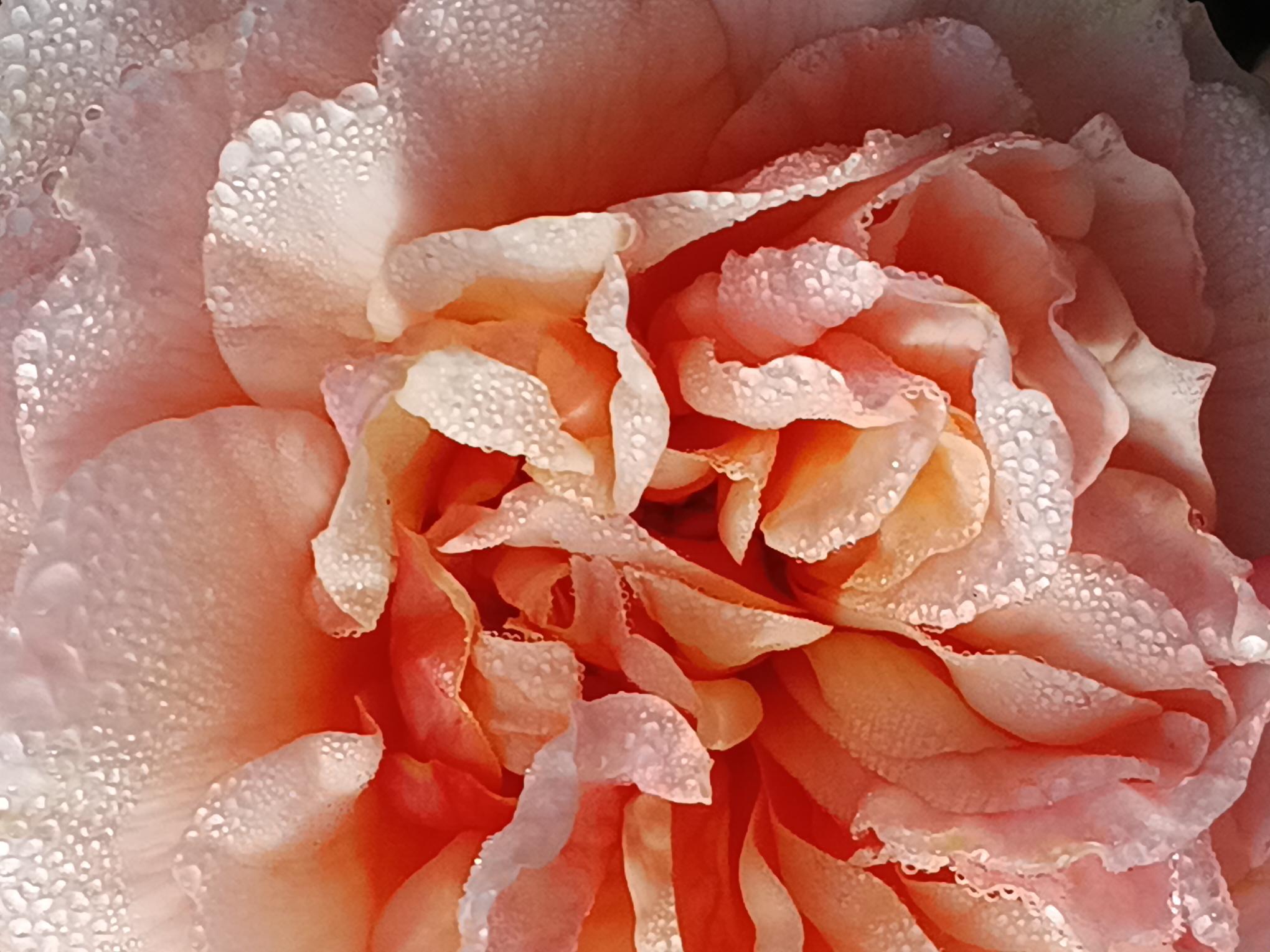 In Memory of My Mum