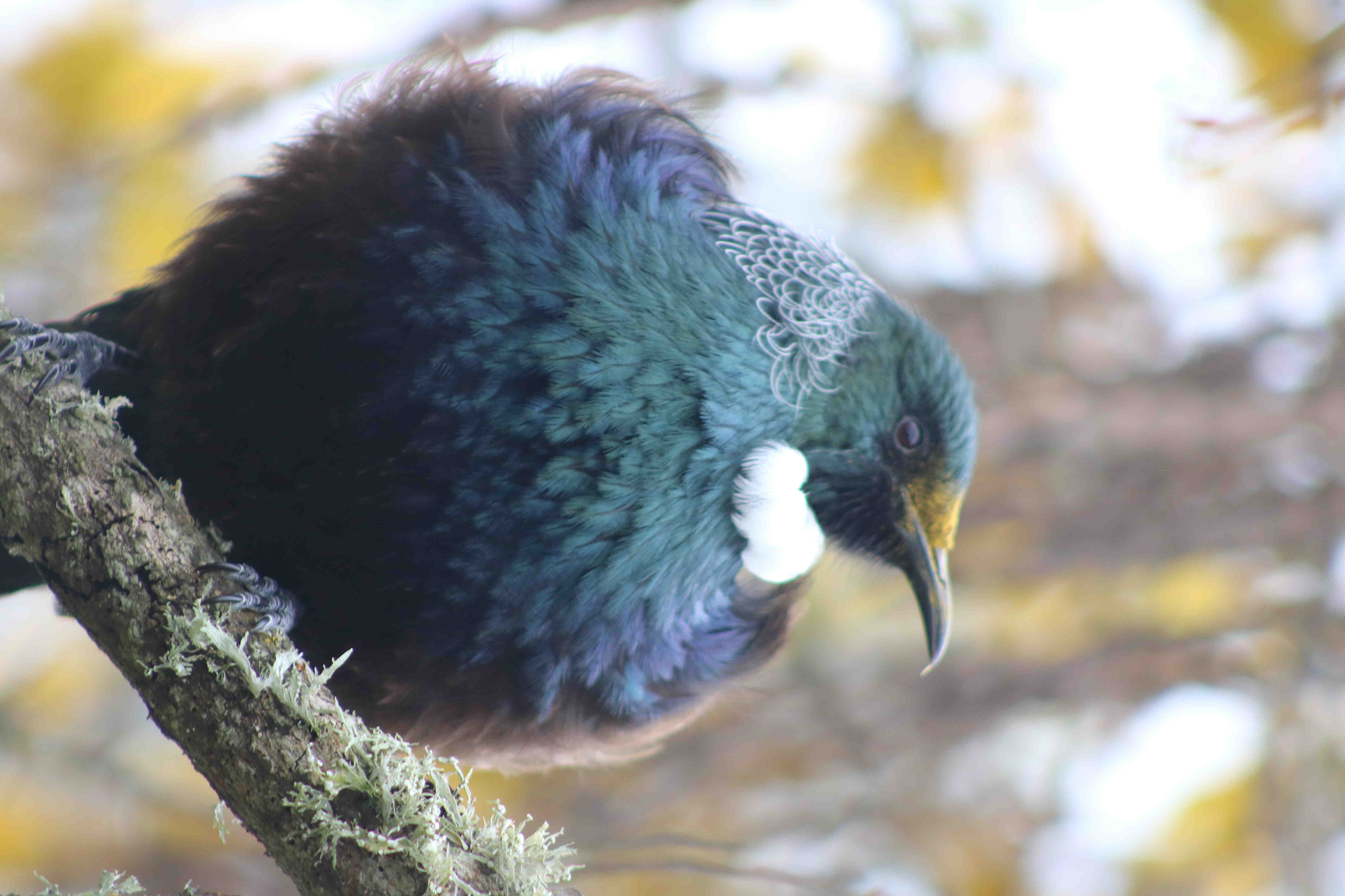 Tūī