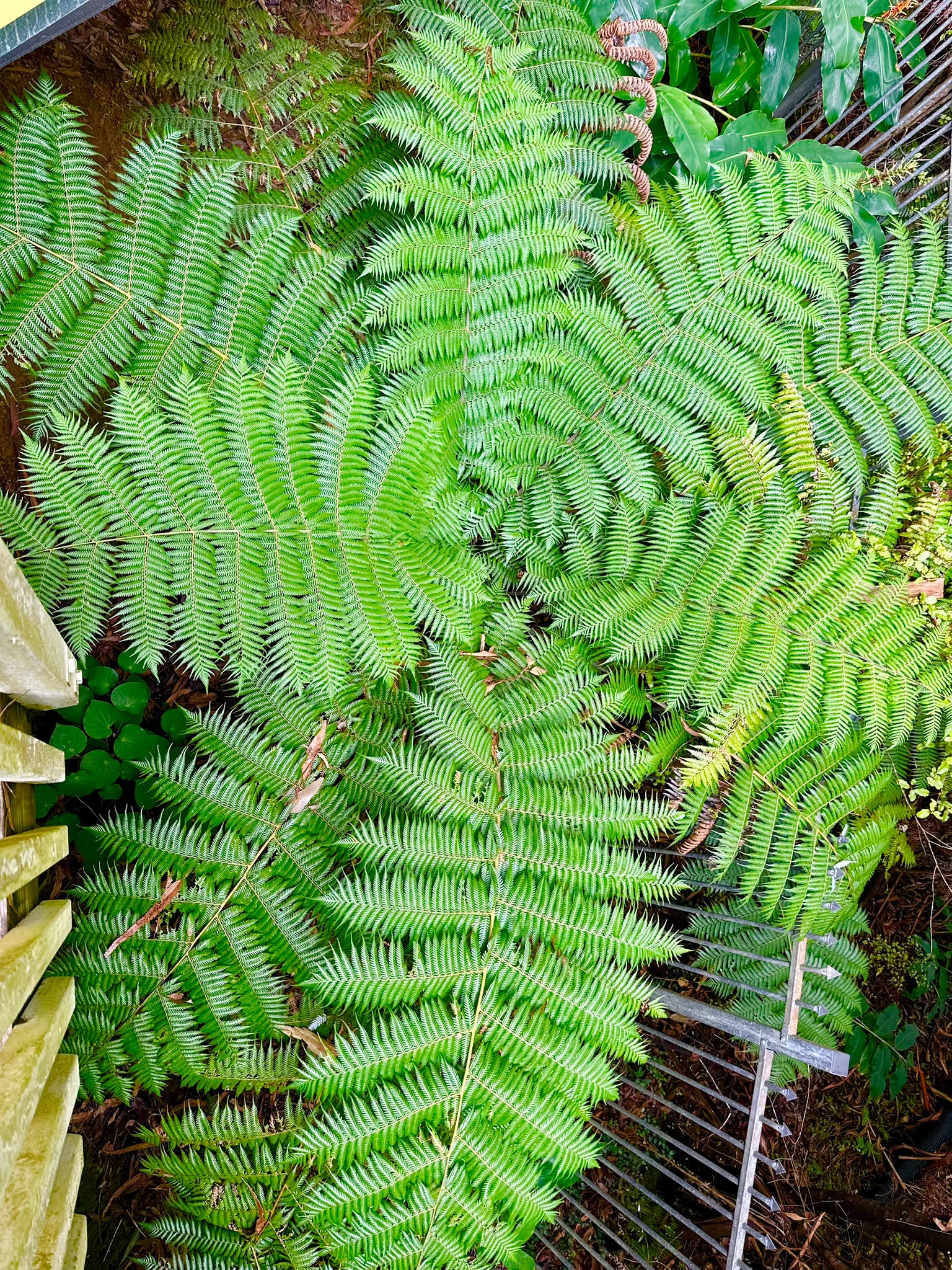 Nature’s Green Symphony