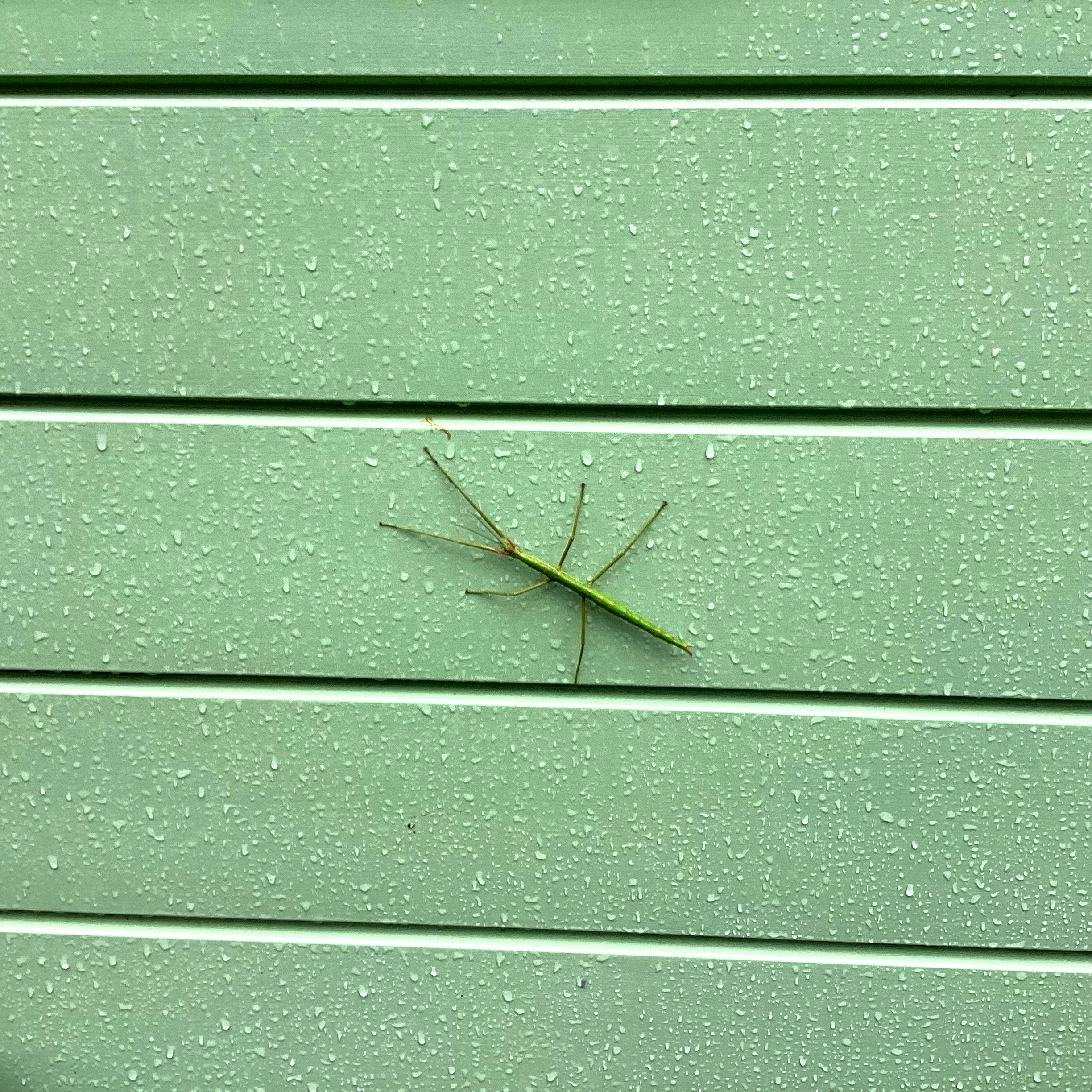 Green on Green