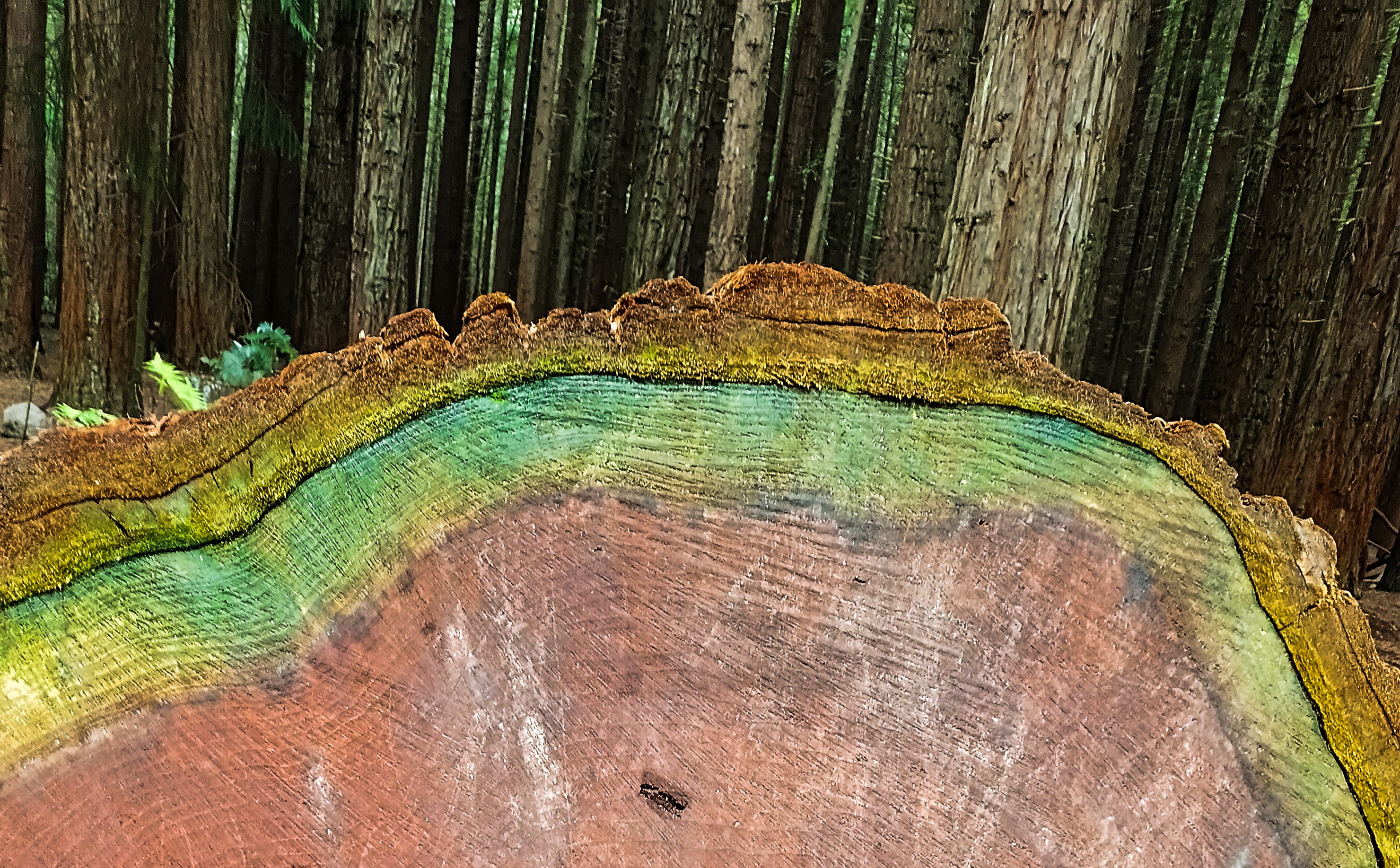 Redwoods Rainbow