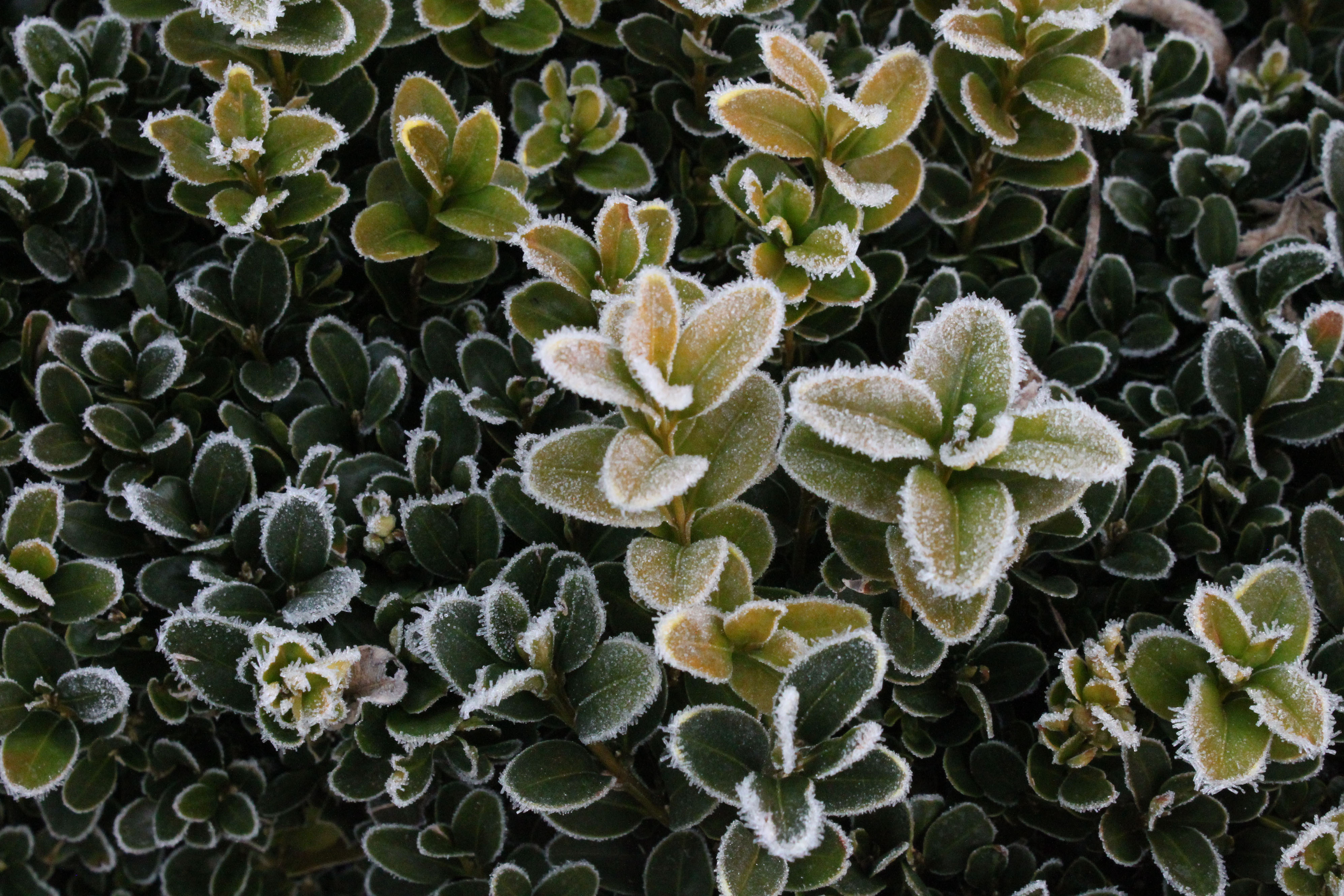 Frostbite