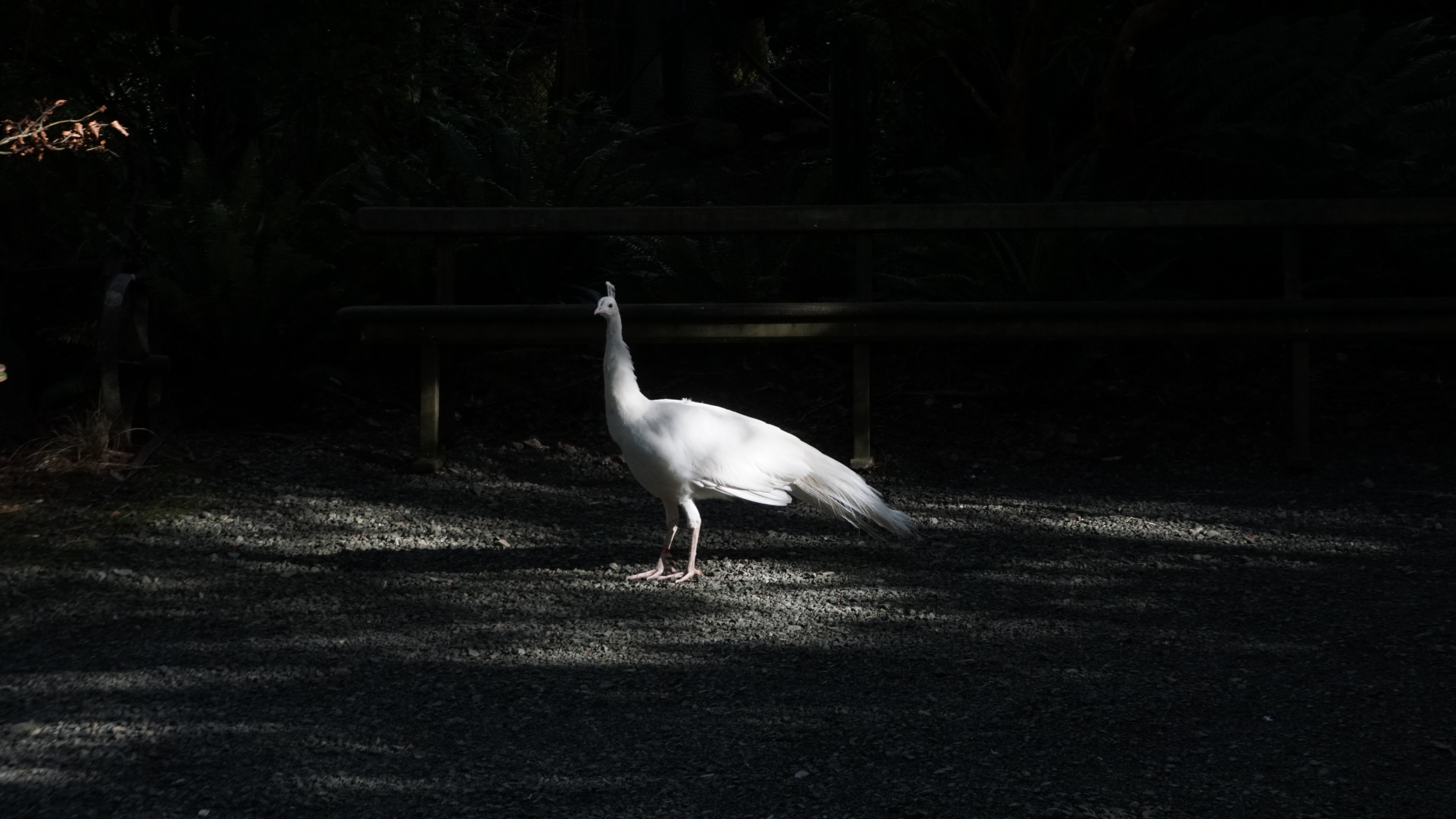 The Dark Side of the Peacock