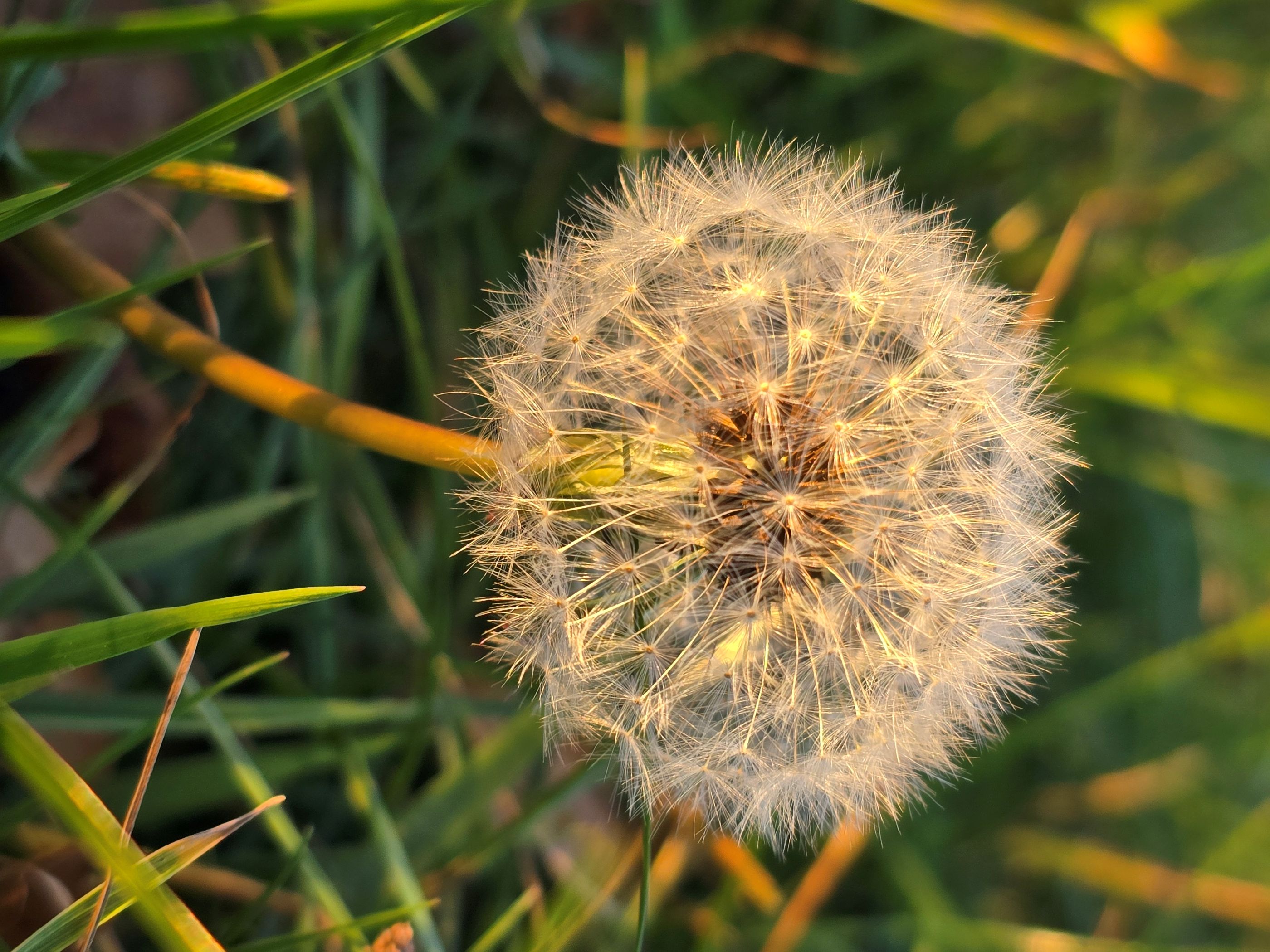 Make a Wish