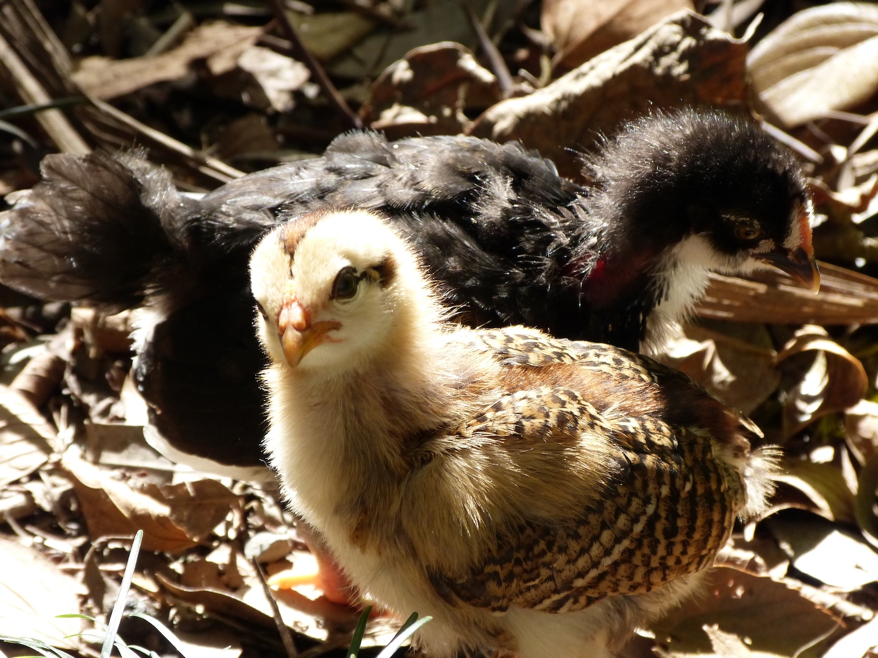 Chicks