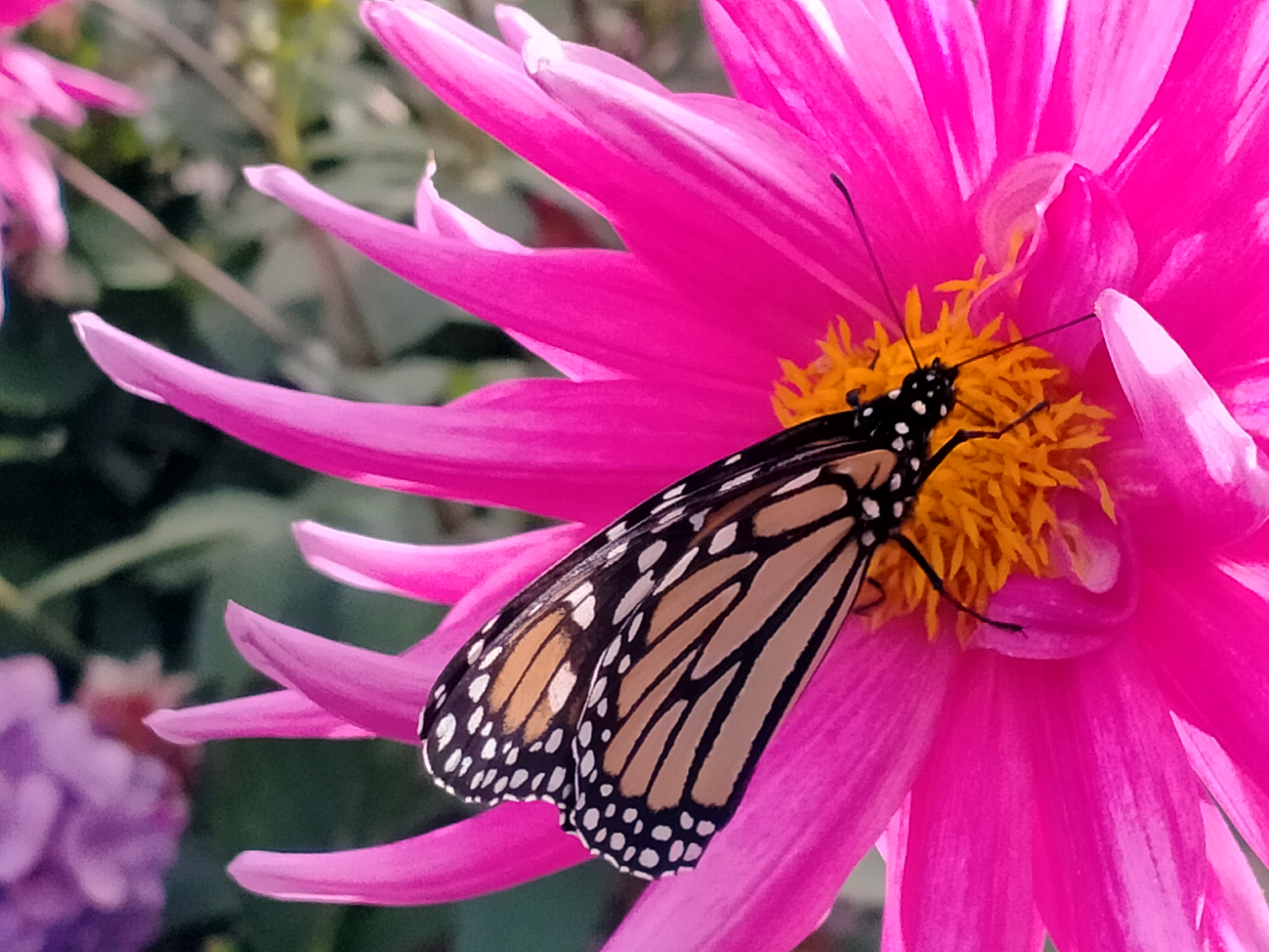 Butterfly on a Beautiful Sunny Day