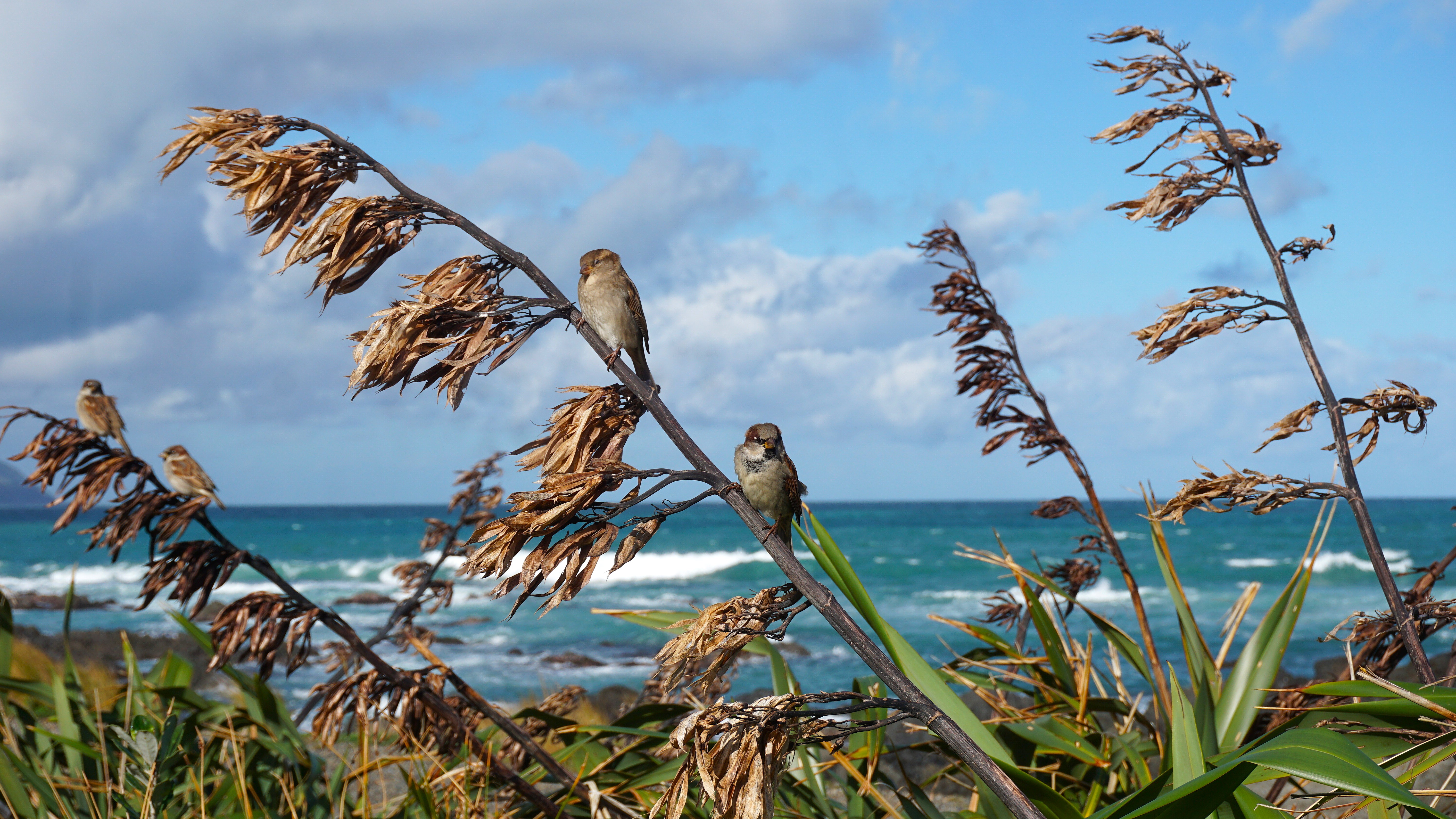 Birds on a Wire