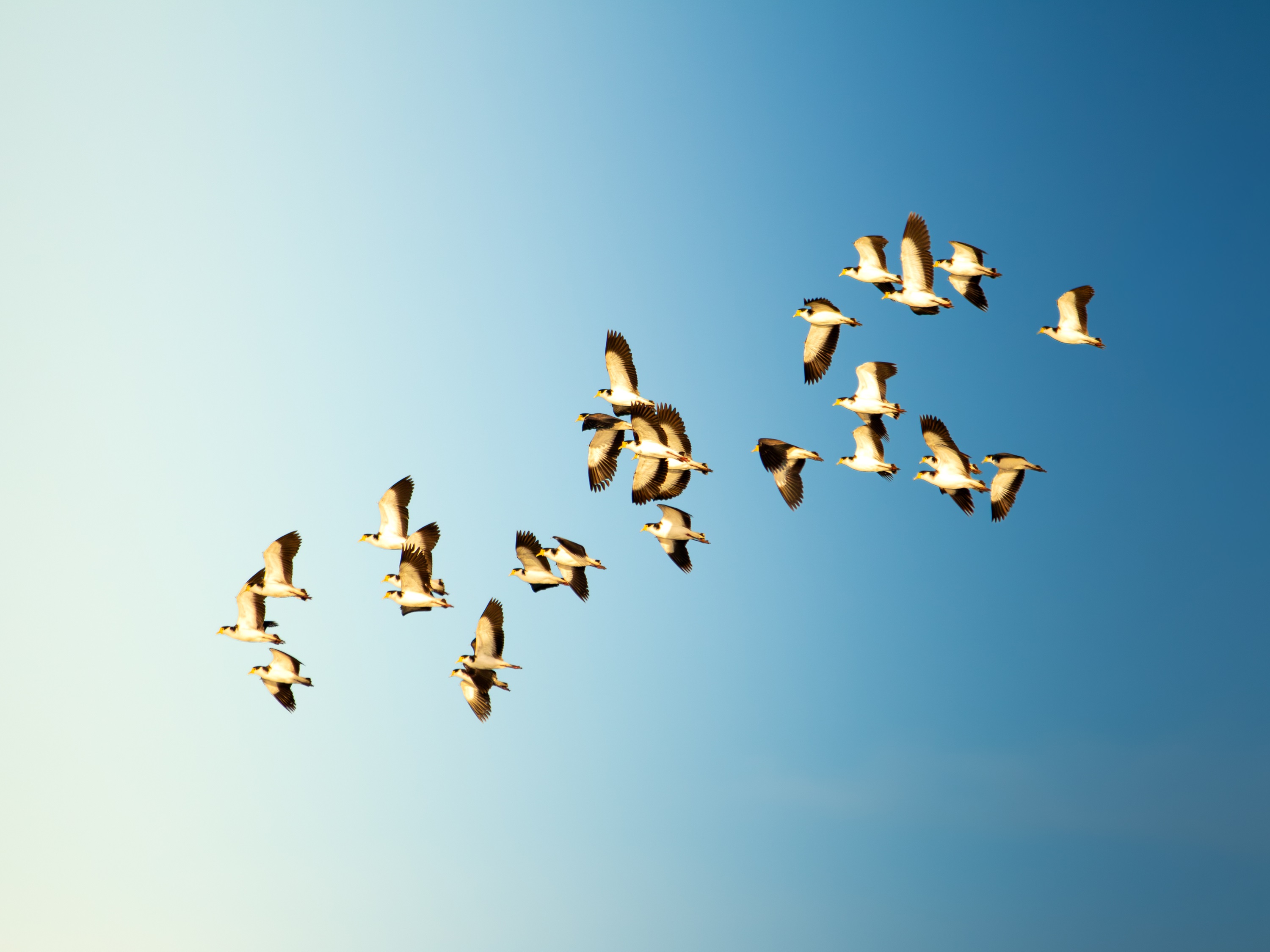The Morning Flock
