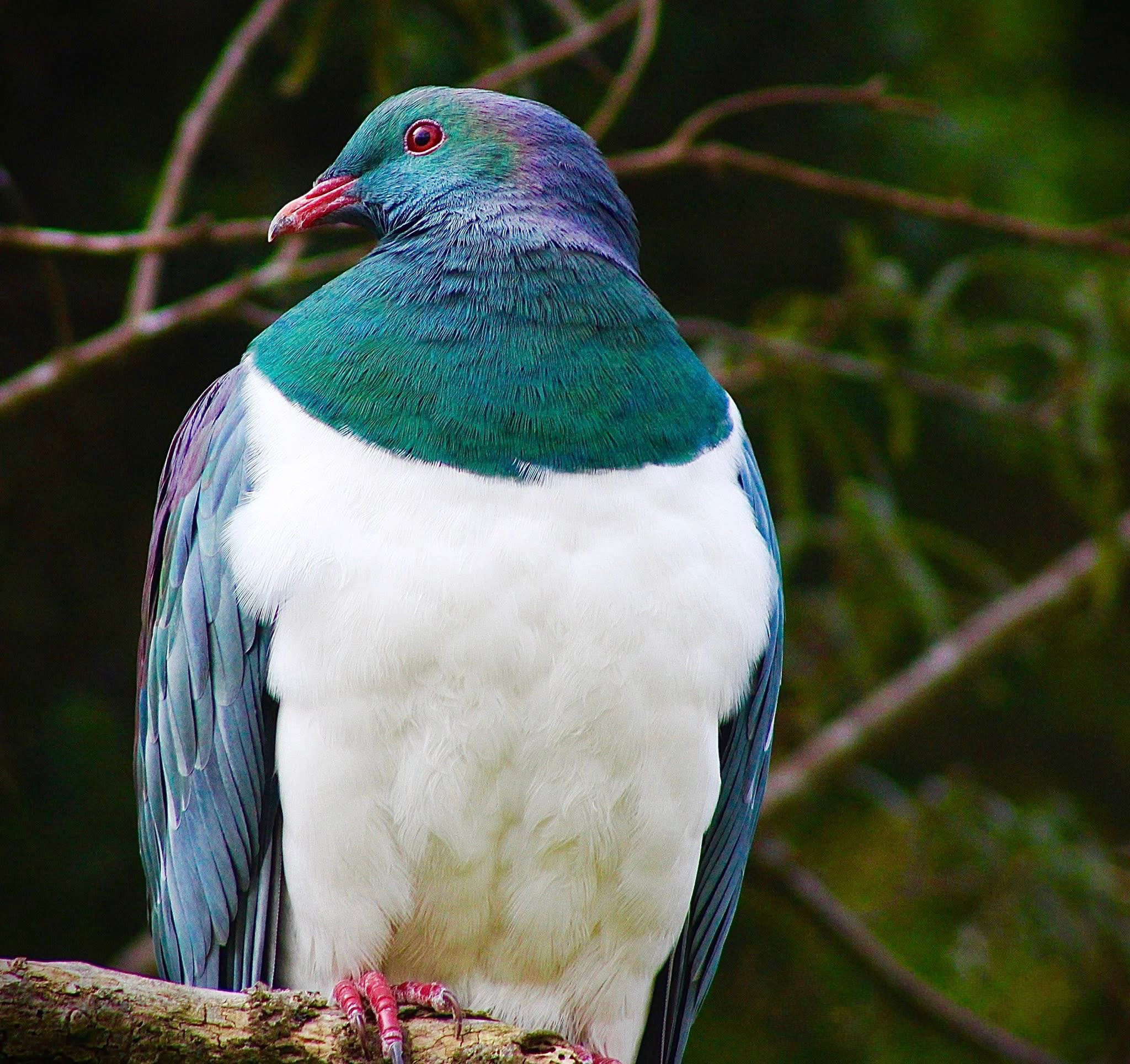 Kererū