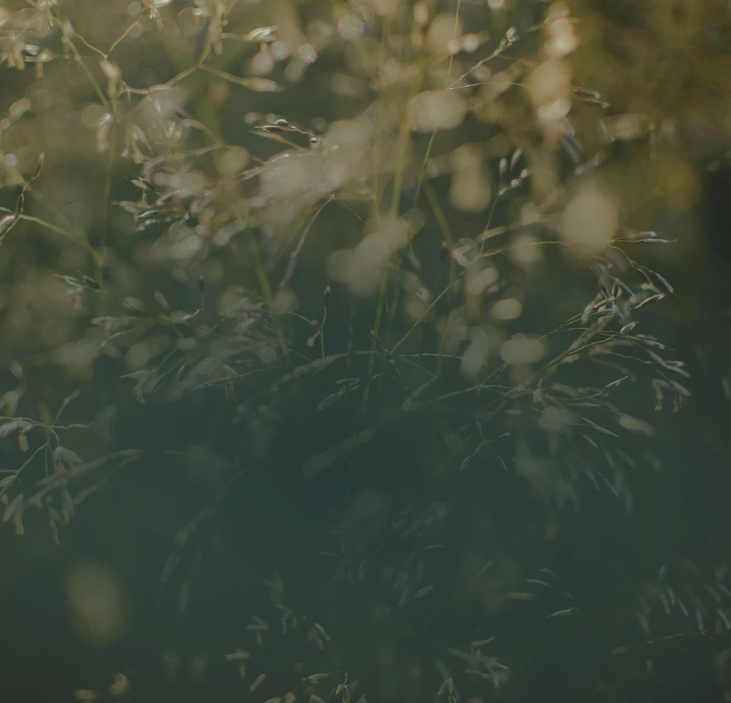 Close-up of soft-focused grass stems with delicate seed heads in natural light.