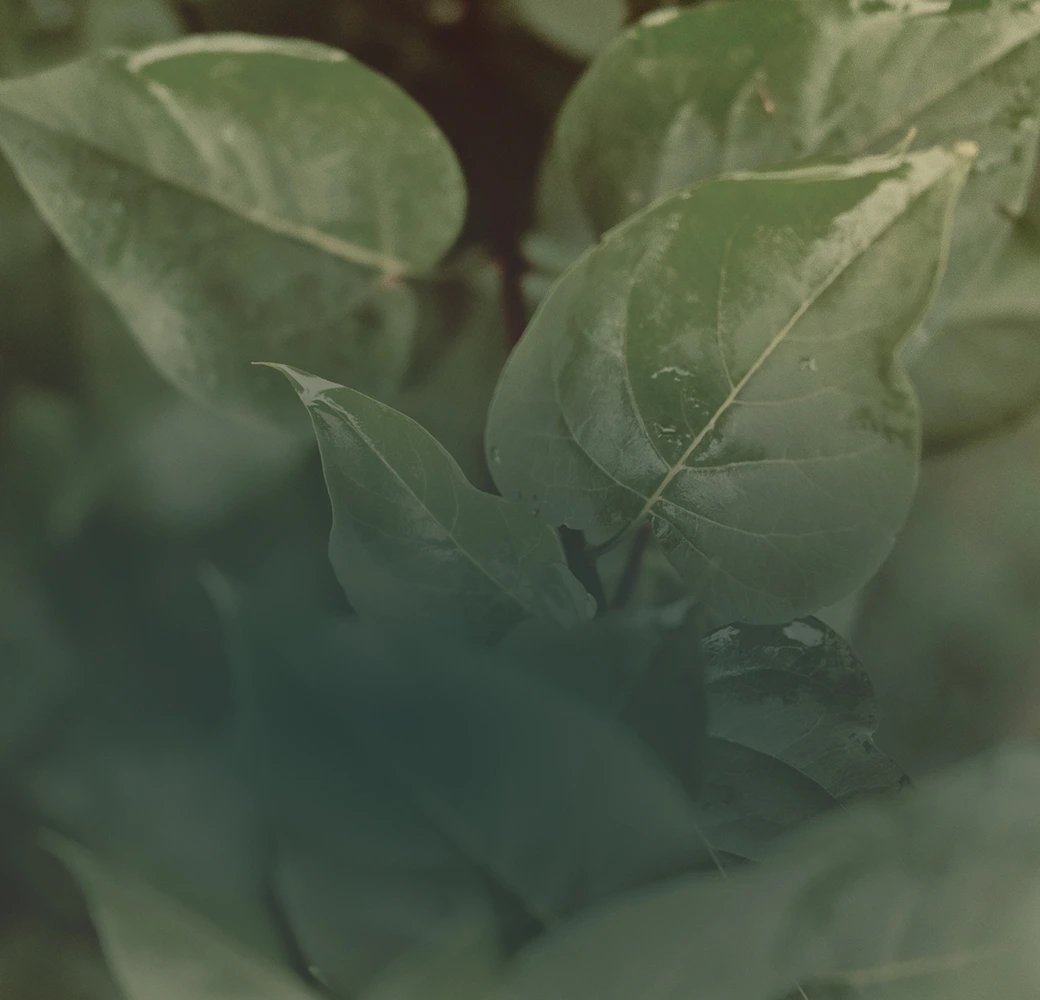 Close-up of green leaves with visible veins and a slightly blurred background.