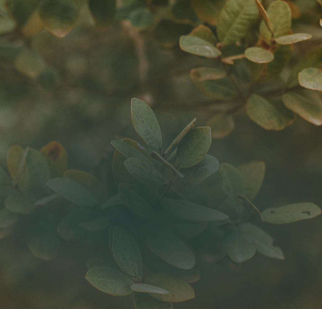 Close-up of green leaves with a soft, blurred background.