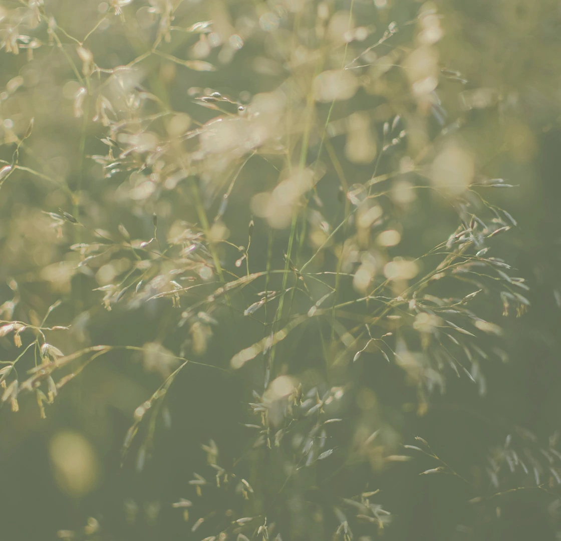 Close-up of delicate grass stems with small seed heads softly illuminated by warm sunlight.
