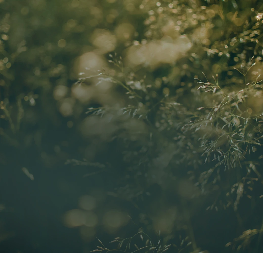 Close-up of wispy grass and foliage with soft, blurred green and golden background.