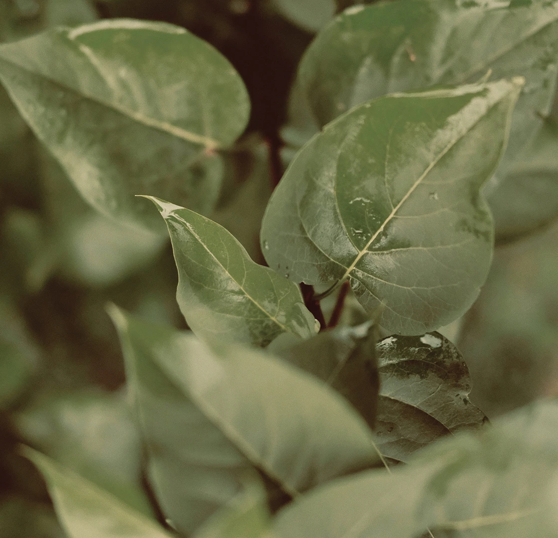 Close-up of glossy green leaves with visible veins and a soft-focus background of similar foliage.
