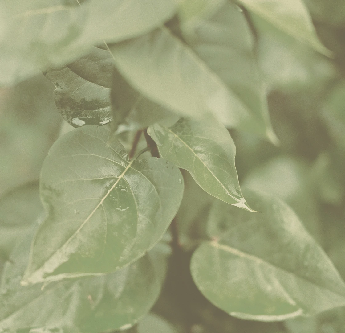 Close-up of green heart-shaped leaves with visible veins on a plant.