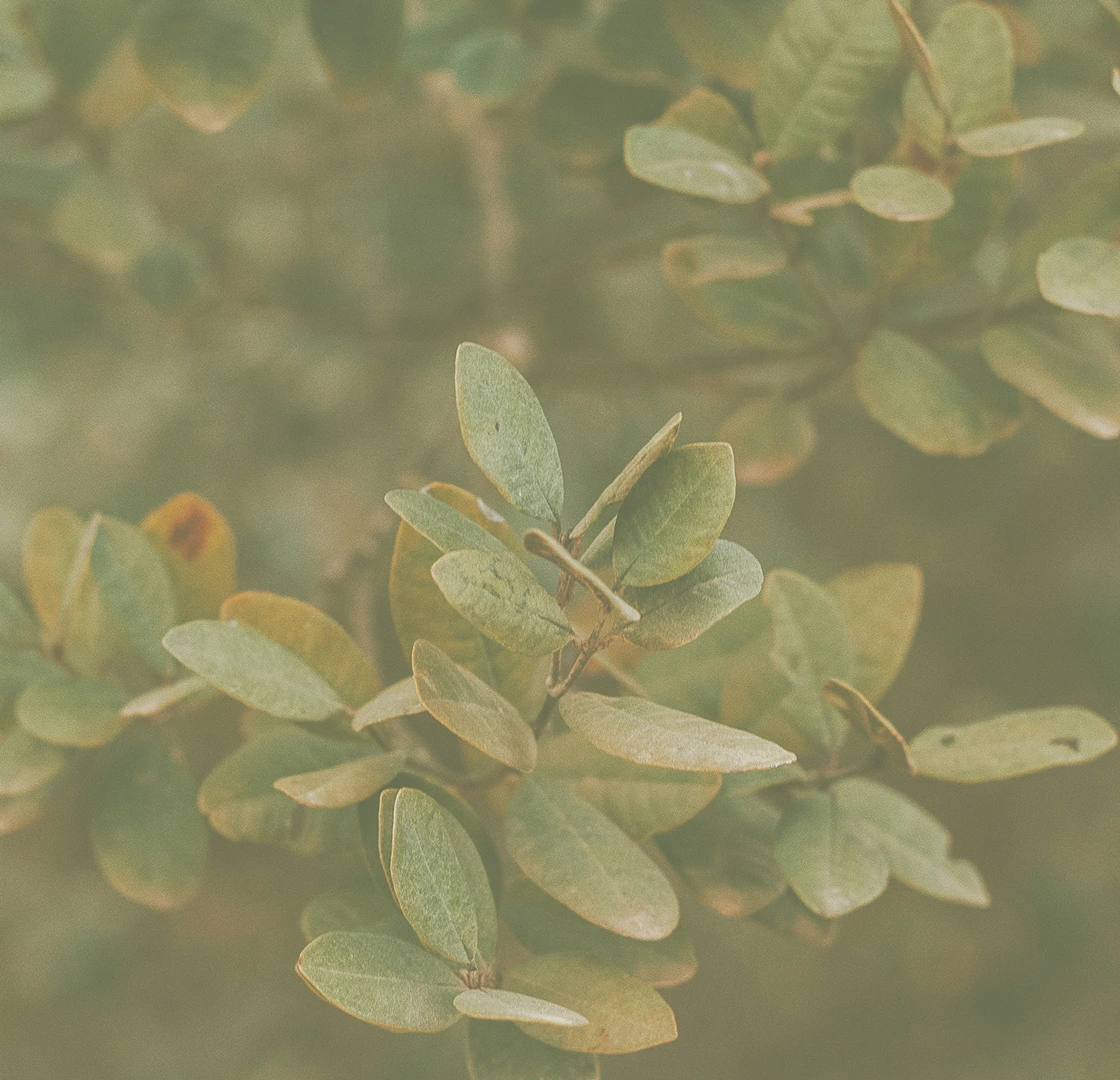 Close-up of green leaves with a soft, muted background.