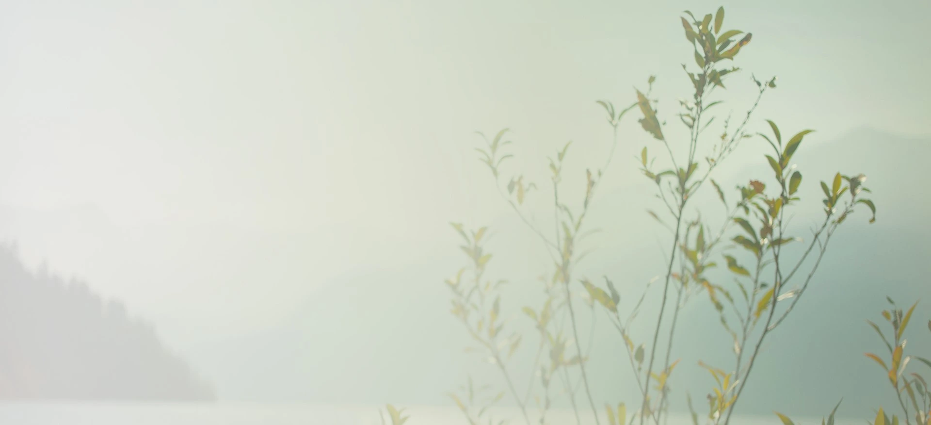Sparse green branches with leaves in foreground against a hazy backdrop of mountains and a calm body of water.