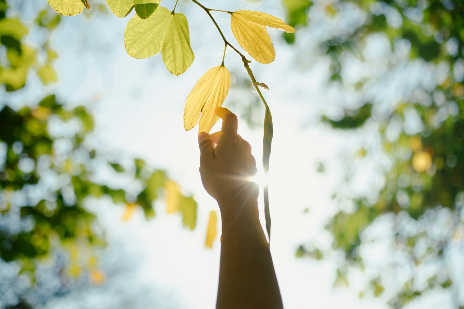 Hand reaching up to touch yellow leaves on a branch with sunlit sky background.
