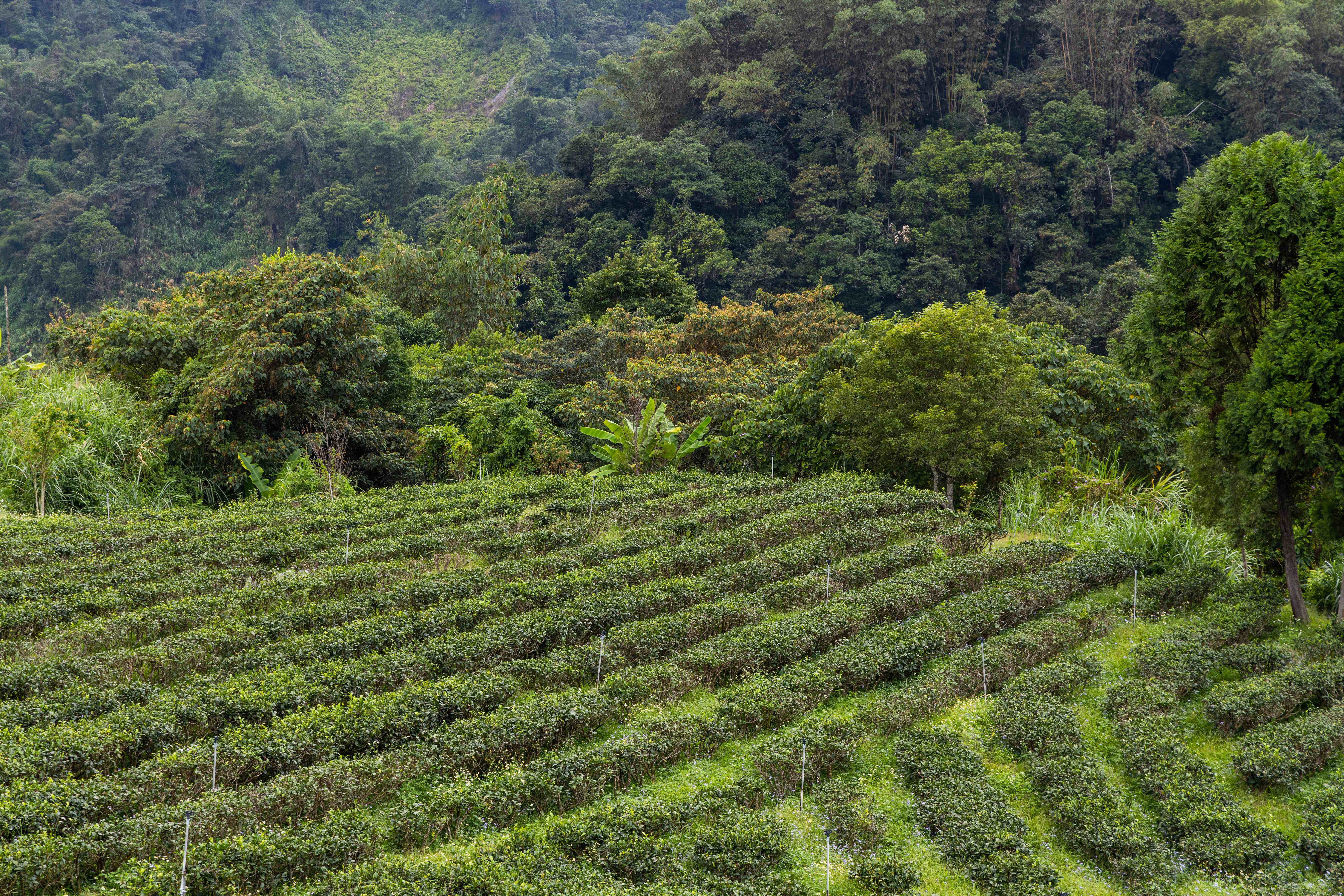 Andes Reserve Colombian coffee farm