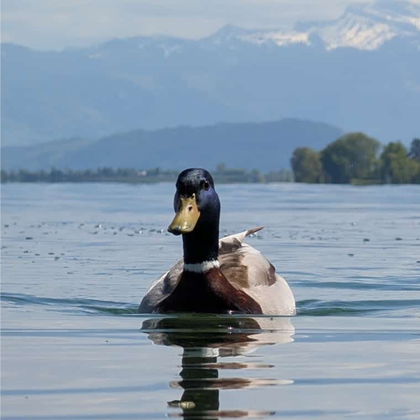 Ente schwimmt im See