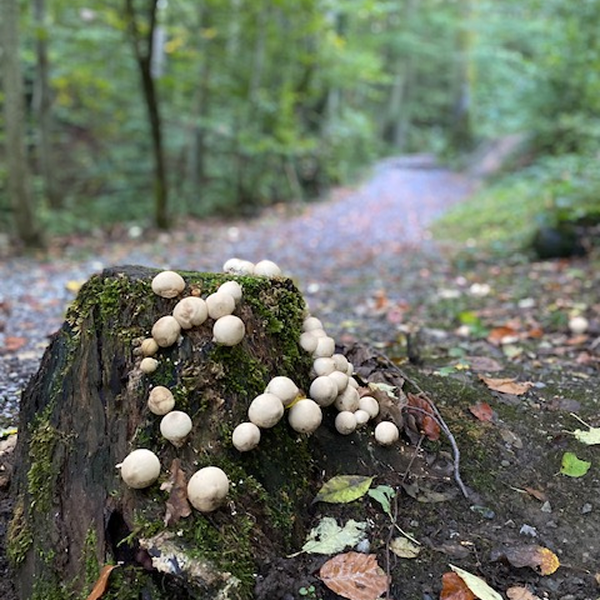 Pilze wachsen auf einem alten Baumstamm am Wegrand in einem Wald