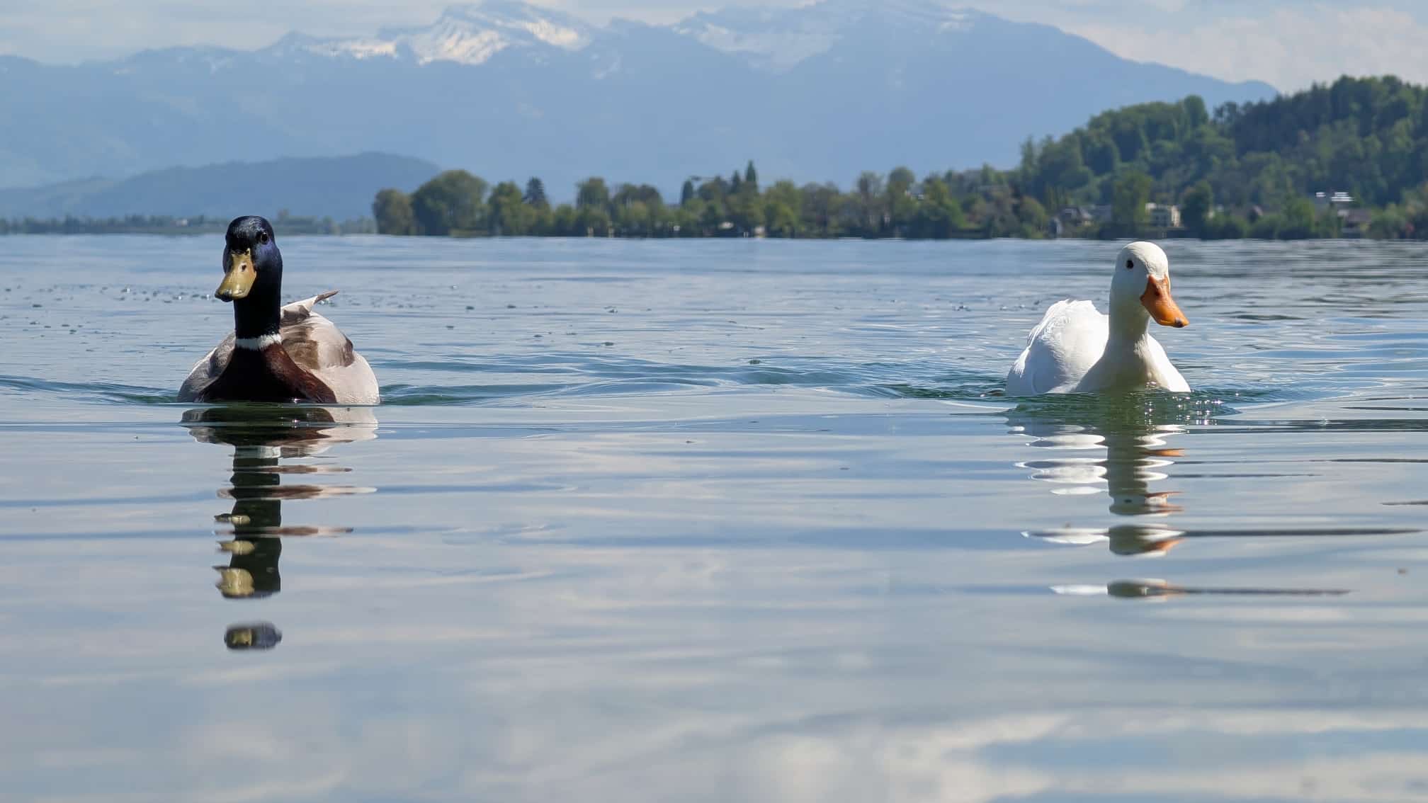 Eine braune und eine weisse Ente schwimmen in einem Bergse