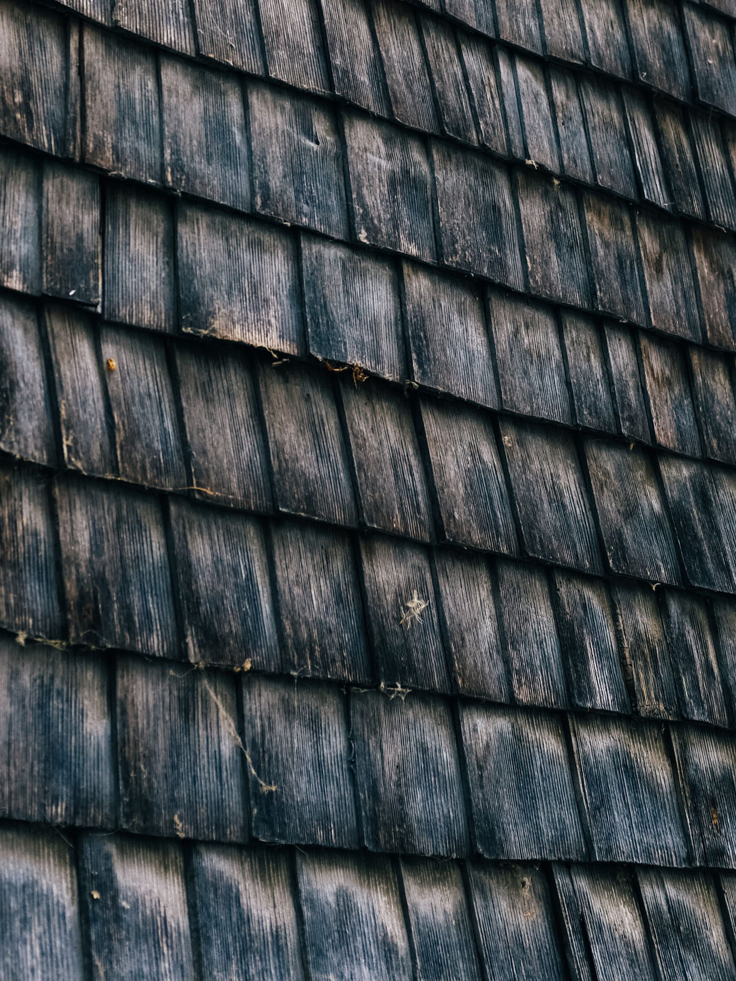Close-up of weathered, dark wooden shingles on a wall or roof with visible grain and some debris caught between them.