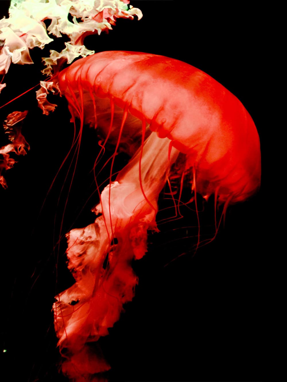 Close-up of a glowing red jellyfish with long, thin tentacles and frilly appendages against a black background.