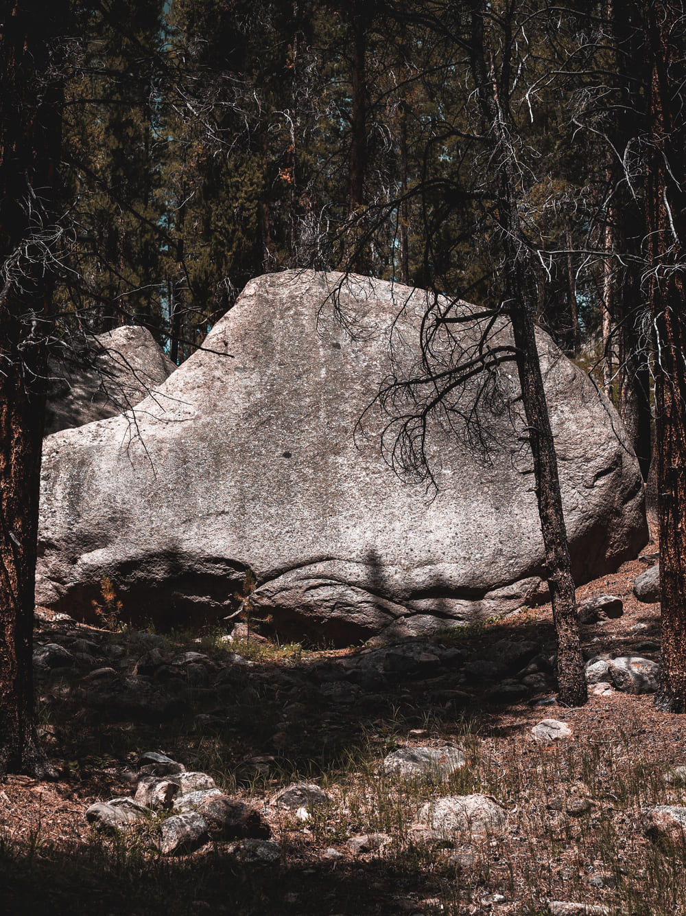 Large smooth gray boulder surrounded by forest trees with visible trunks and sparse branches, with rocks and grassy forest floor in the foreground.