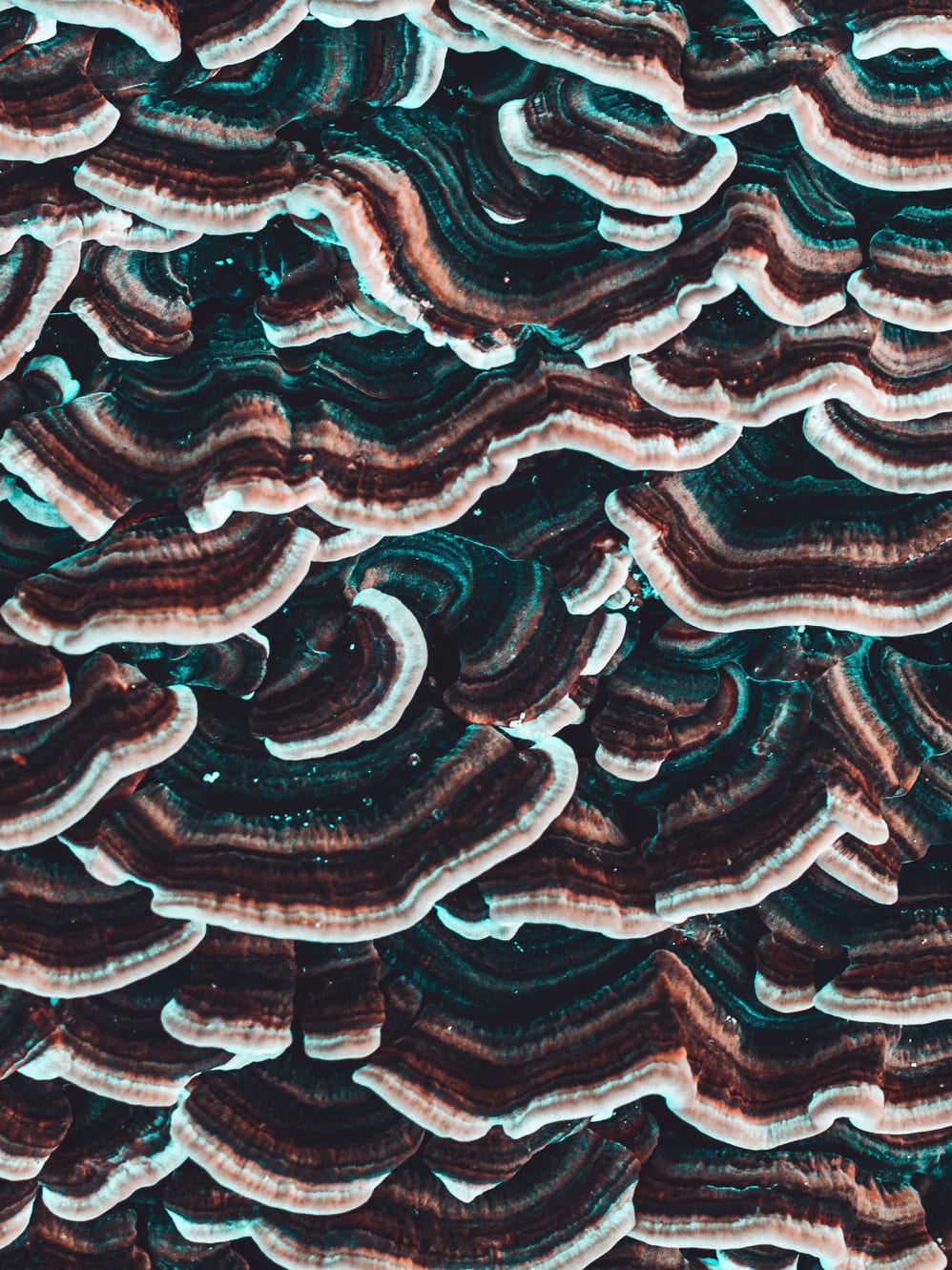 Close-up view of brown and white layered shelf fungi growing densely on a tree trunk with dark background.