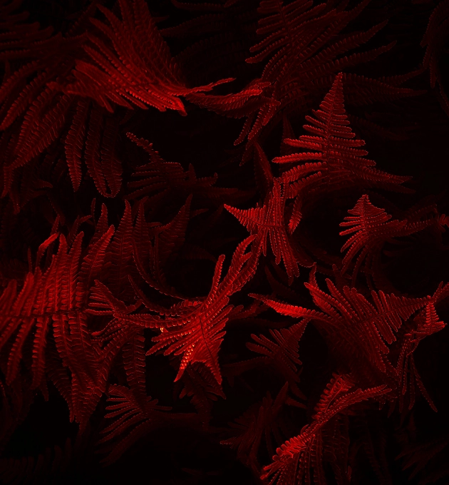Close-up of fern leaves illuminated with red light against a dark background.