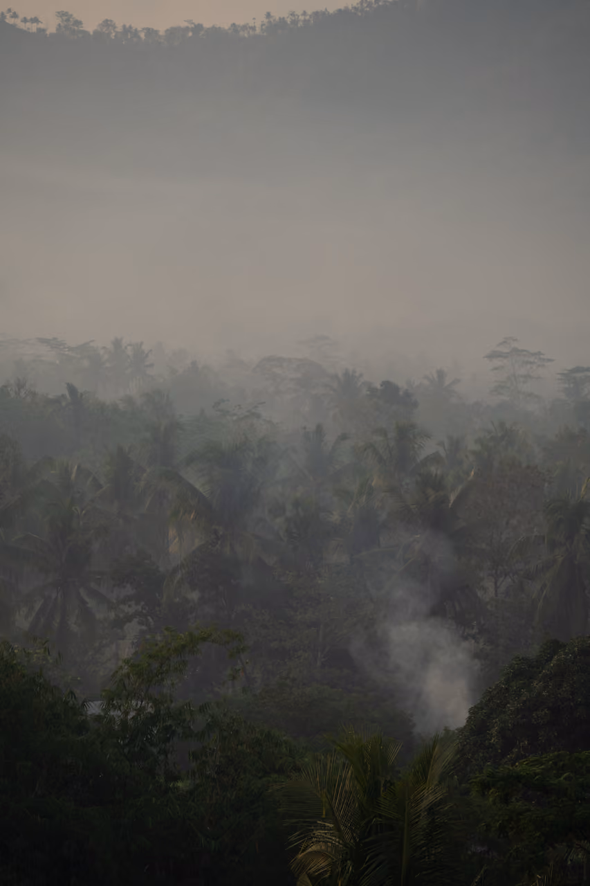 Misty jungle landscape at dusk.