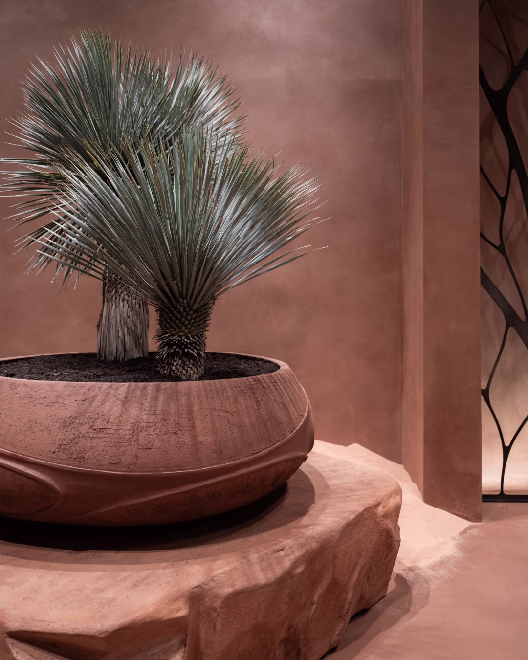 Lutala planter with agave, desert pavilion display.