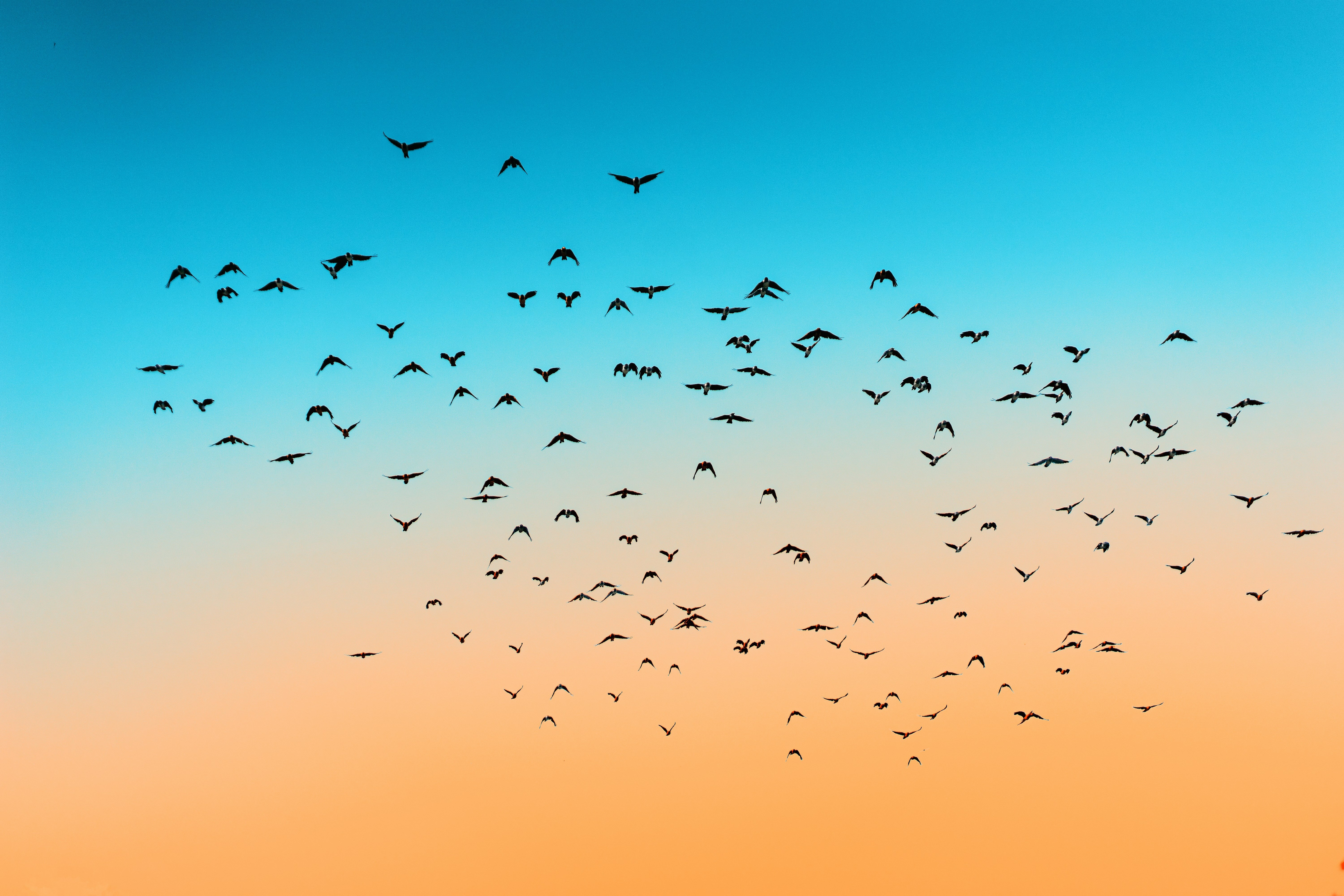 En flock fåglar flyger över en himmel i blått och orange.