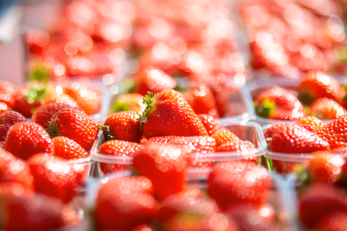 Welroy Fruit aardbeien