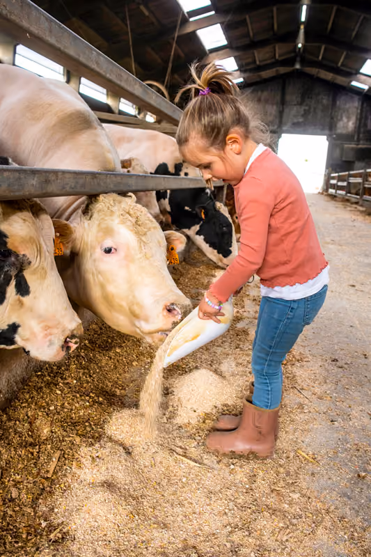 Boerderij in 't Kamp runderen