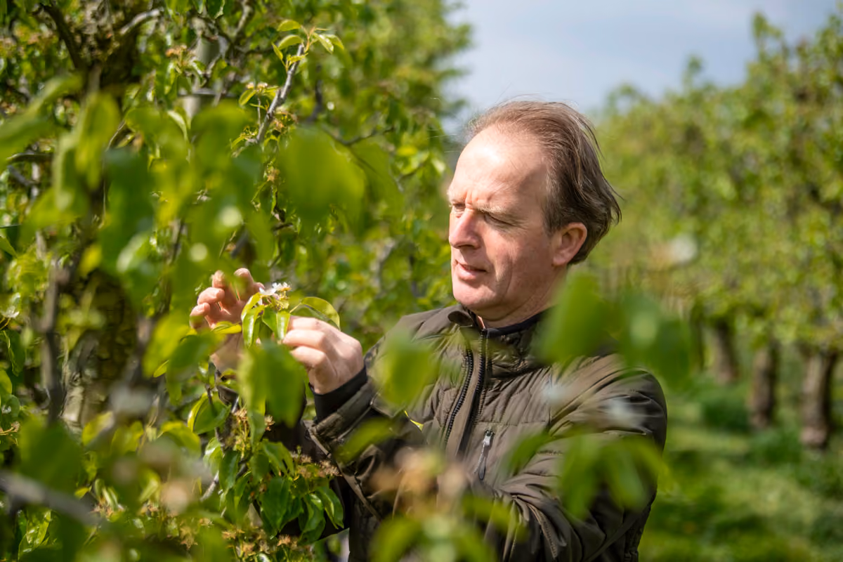 Fruitbedrijf Van der Velpen boomgaarden