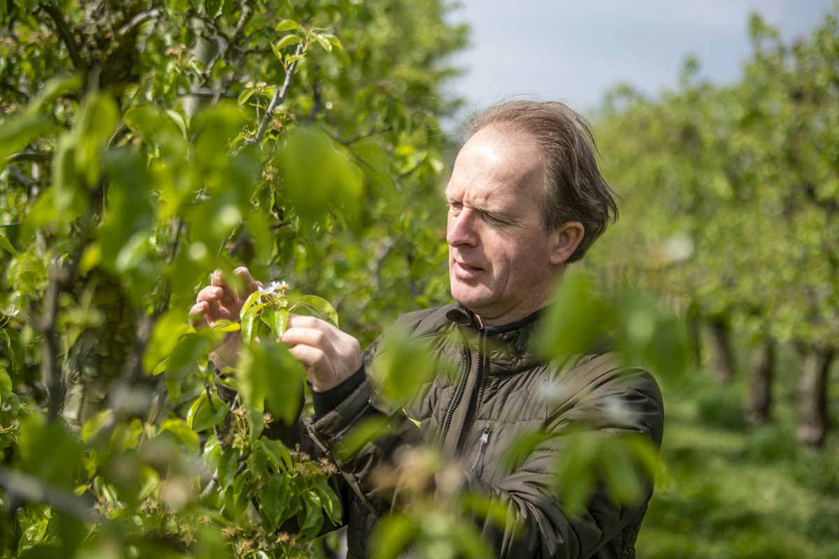 Fruitbedrijf Van der Velpen boomgaarden