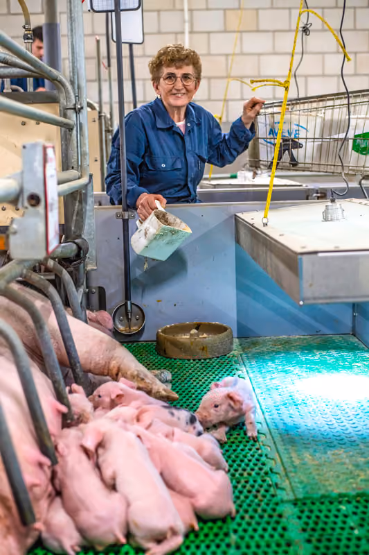 Marc en Carine Herteleer-Minnaert varkens