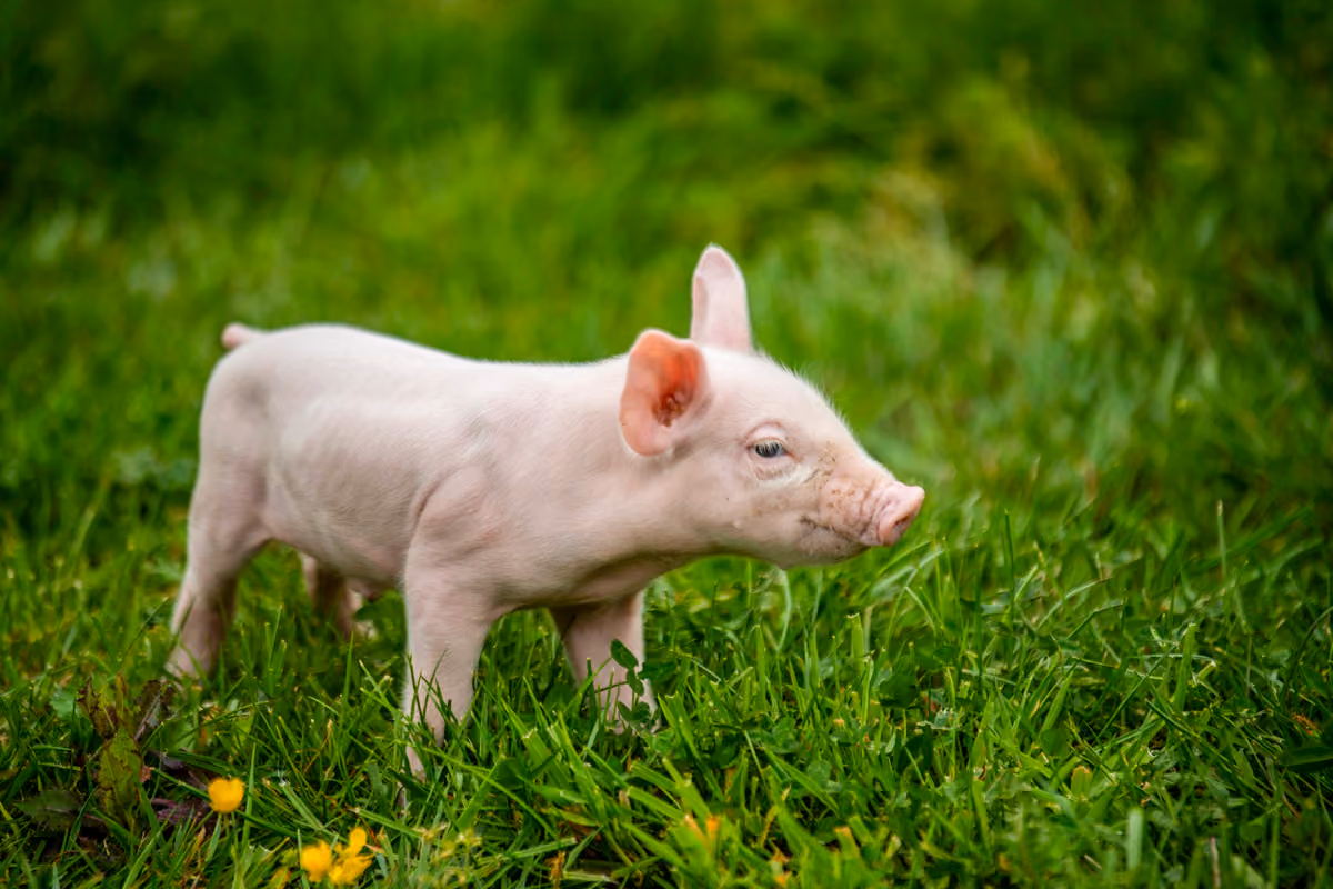 Marc en Carine Herteleer-Minnaert dierenwelzijn