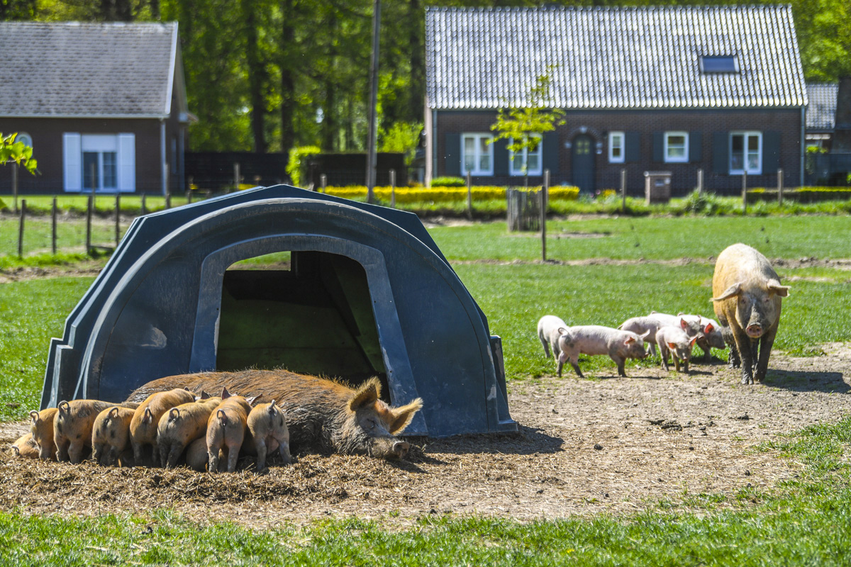 SDB Boerderij Korte Keten