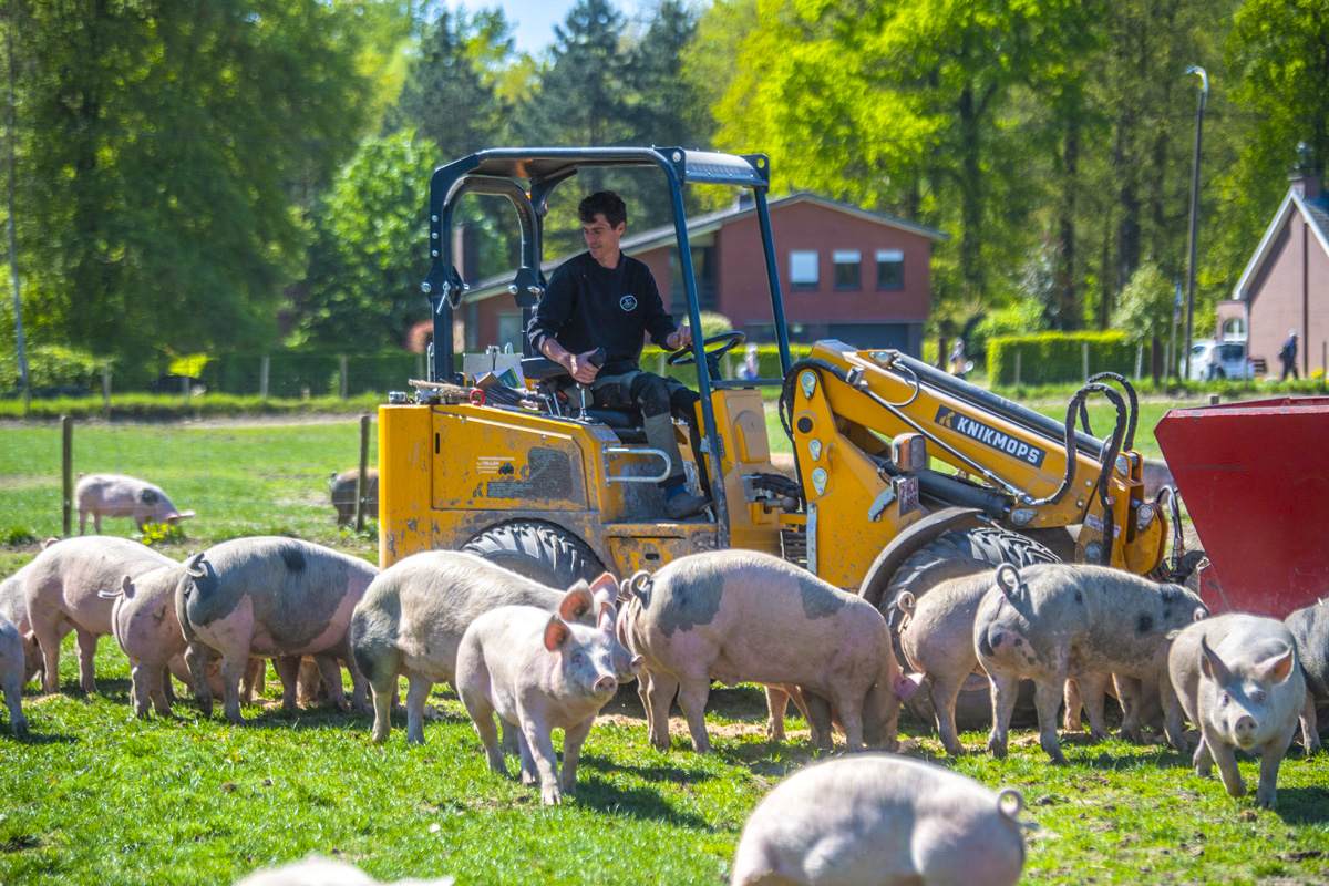 SDB Boerderij varkens