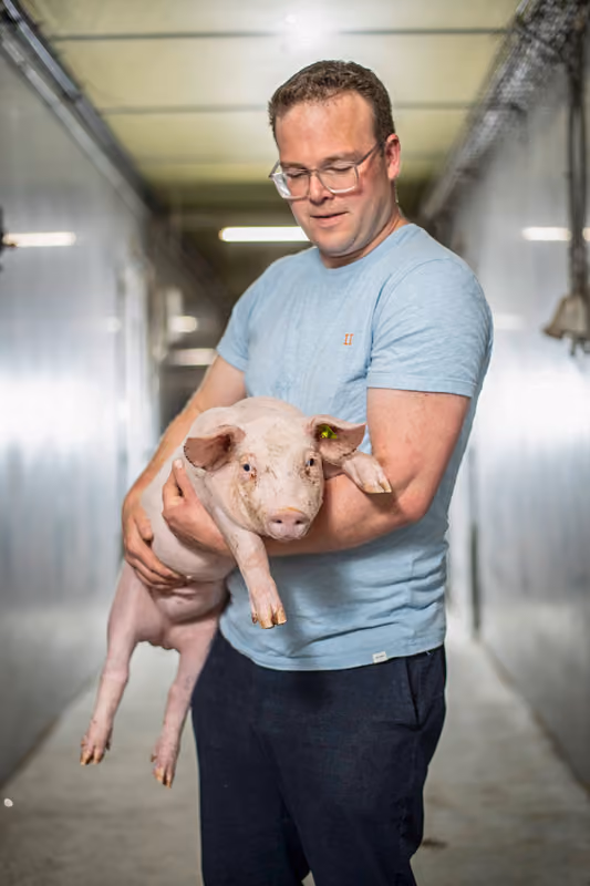 Een varken van Porcus