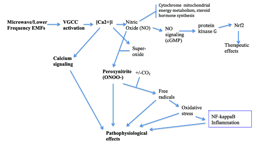 image of the chemical peroxynitrate pathway effect
