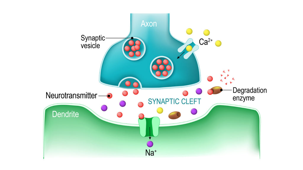 Illustration of calcium channel