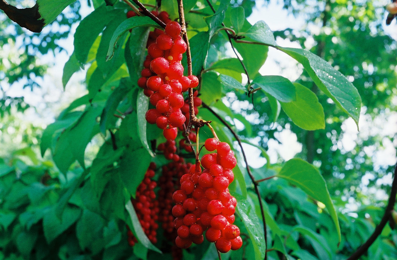 Organic Freeze Dried Schizandra Powder